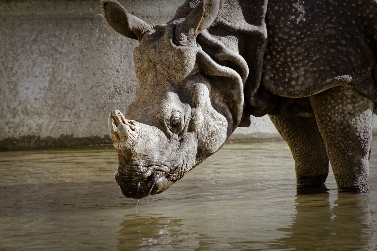 Nikon D7200 sample photo. Rhino, animal, animal world photography