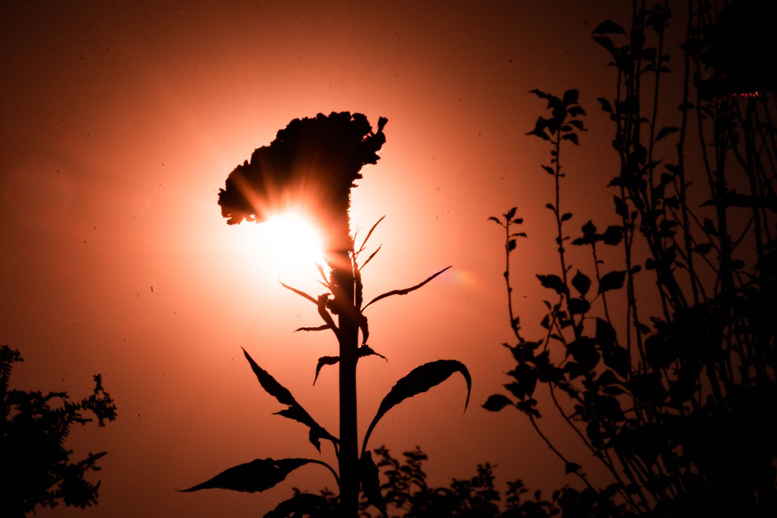 Nikon D7200 sample photo. Backlight, flower, backlighting photography