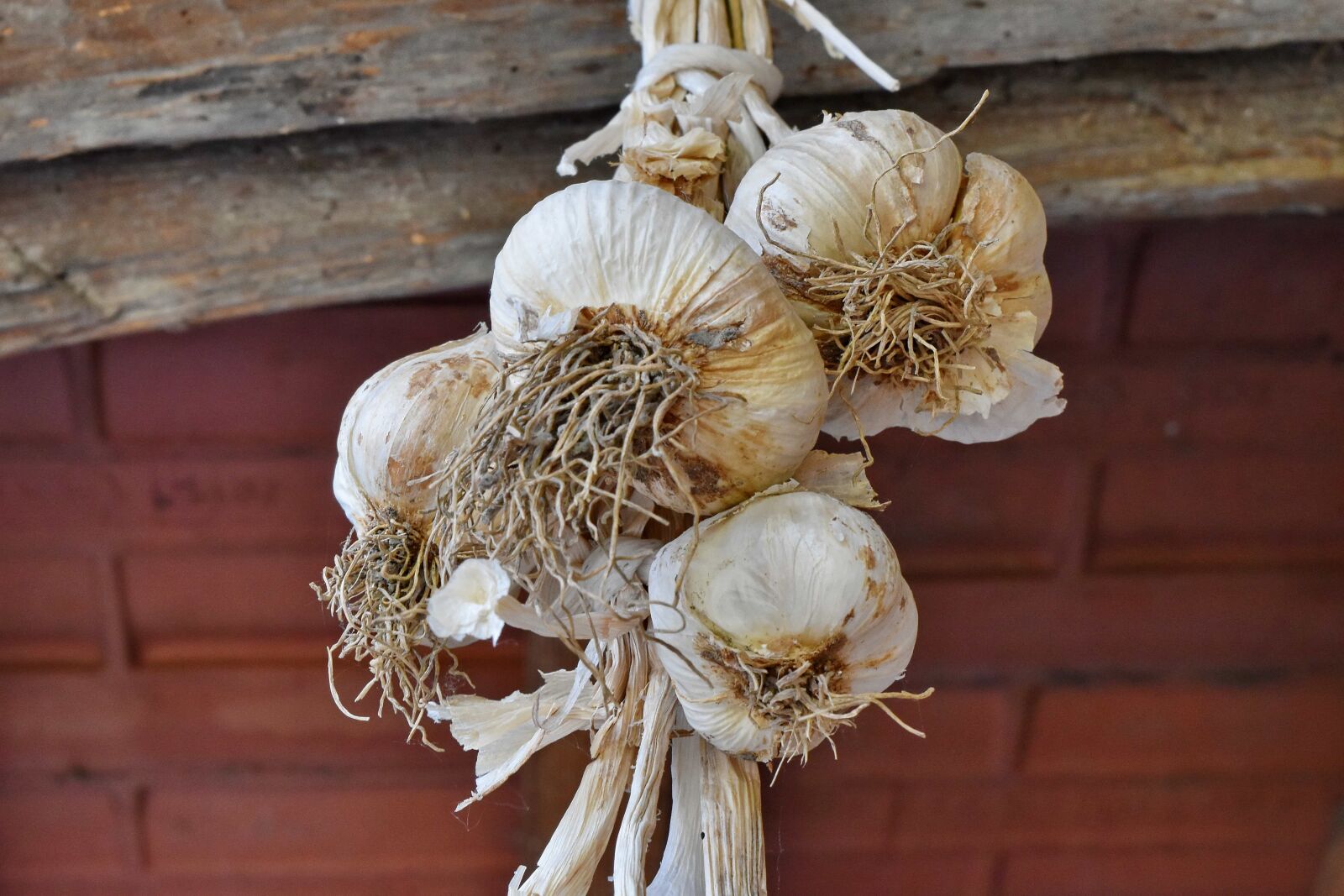 Nikon D5500 sample photo. Root, garlic, vegetable, nature photography