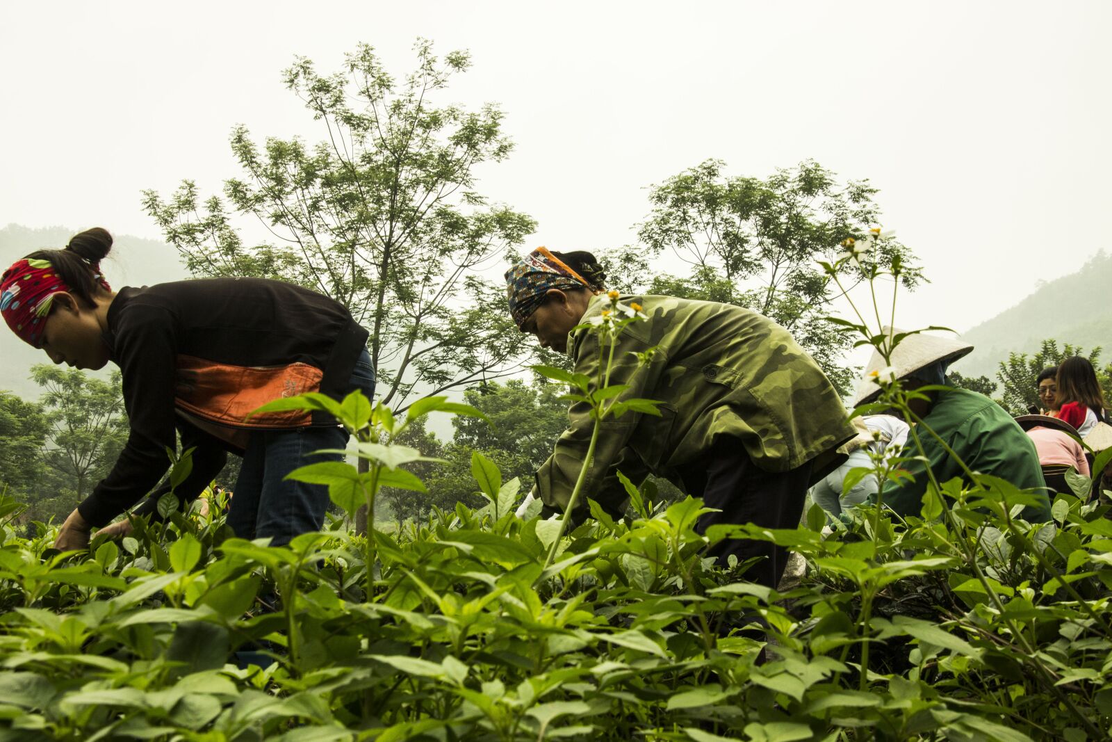 Canon EOS 600D (Rebel EOS T3i / EOS Kiss X5) sample photo. Vietnam, hanoi, vietnamese photography