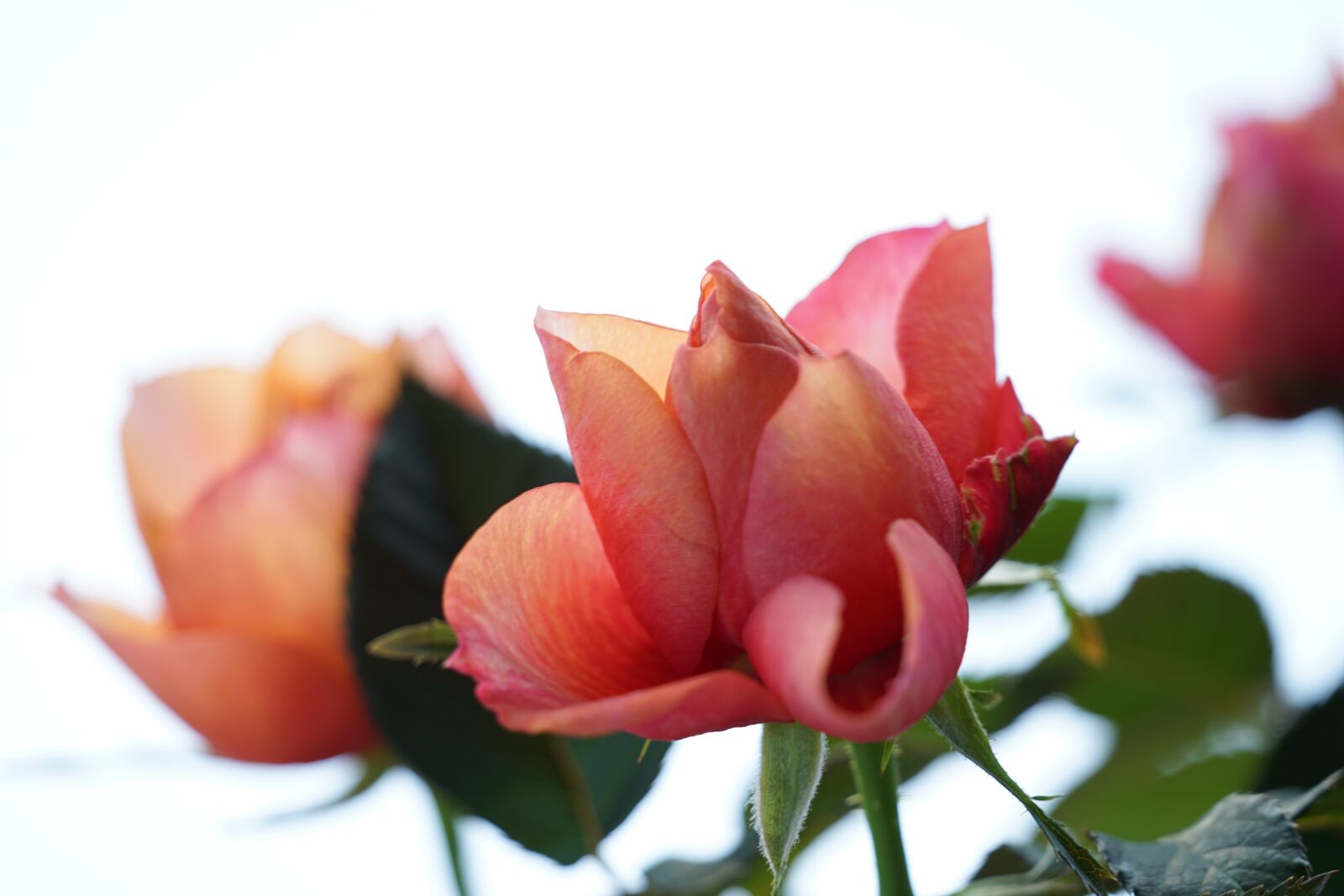 Sony FE 70-300mm F4.5-5.6 G OSS sample photo. Rose, orange, light photography