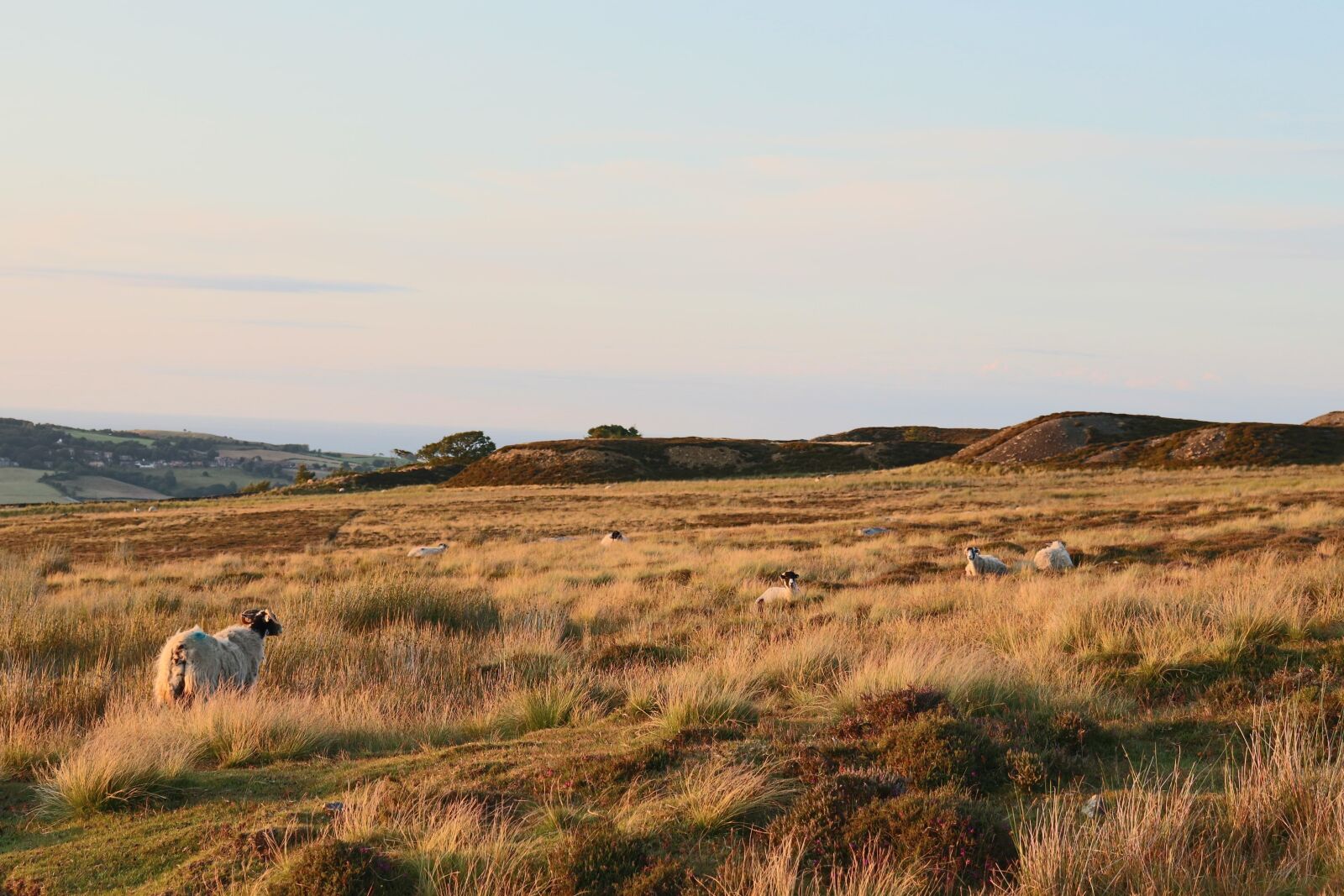 Canon EOS 77D (EOS 9000D / EOS 770D) sample photo. Yorkshire, abendstimmung, moor photography