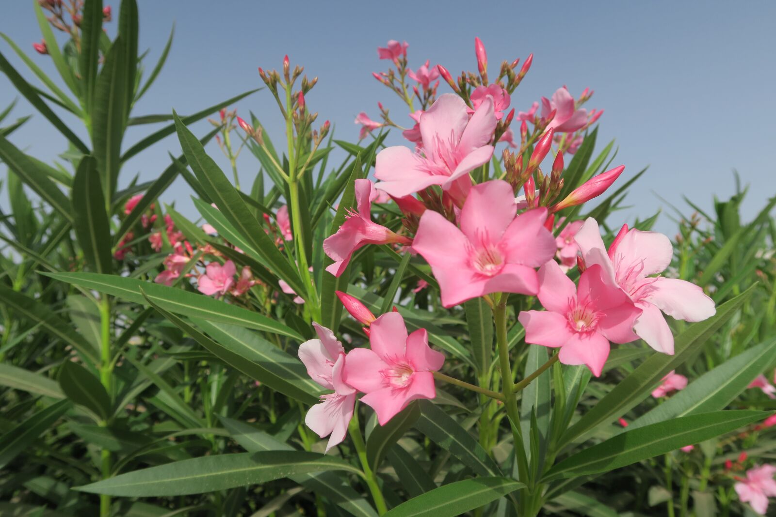 Canon PowerShot G7 X sample photo. Flower, nature, plant photography
