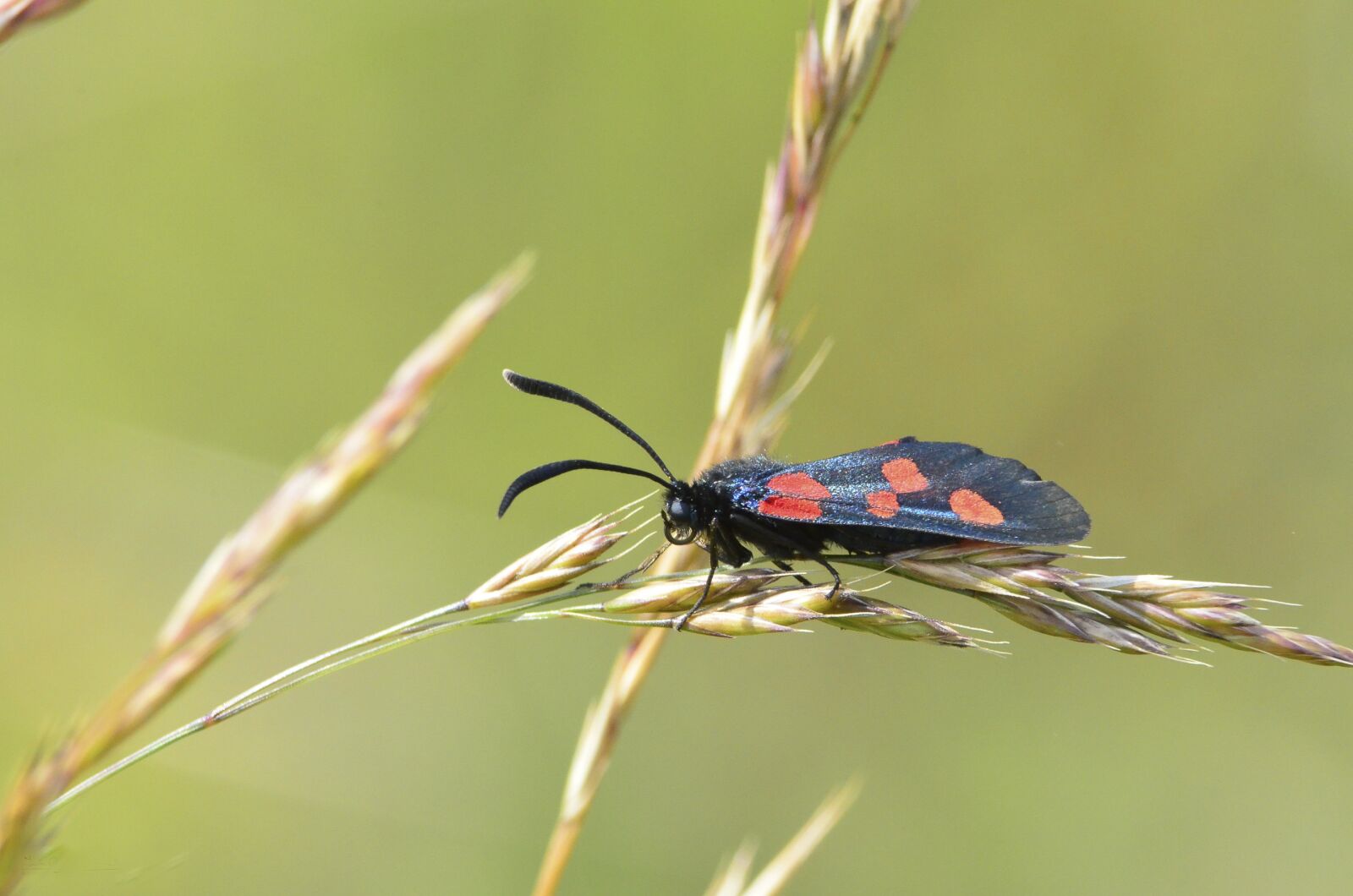 Nikon D5100 sample photo. Moth, lepidoptera, colourful photography