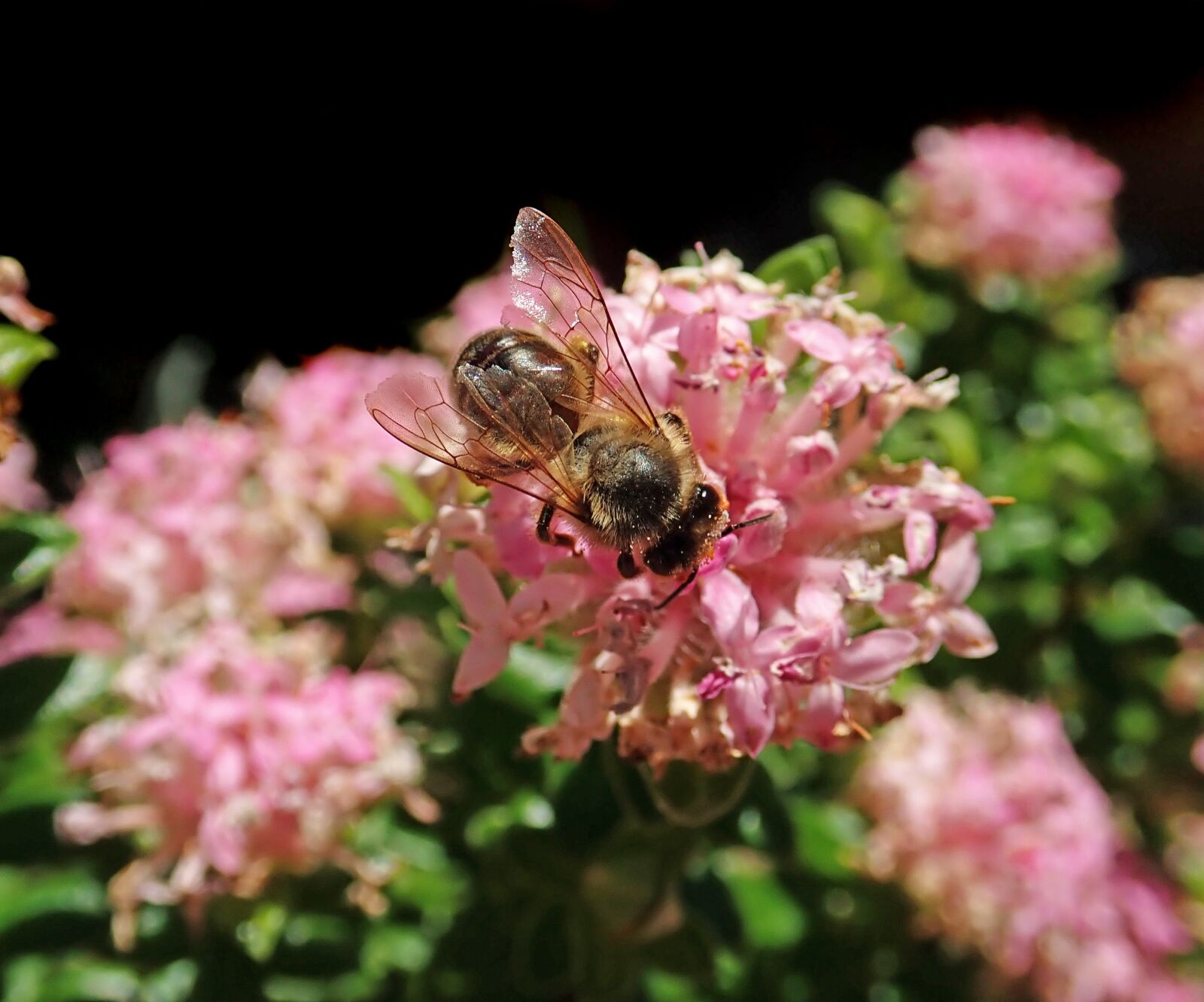 Olympus TG-5 sample photo. Bee, insect, pollen photography