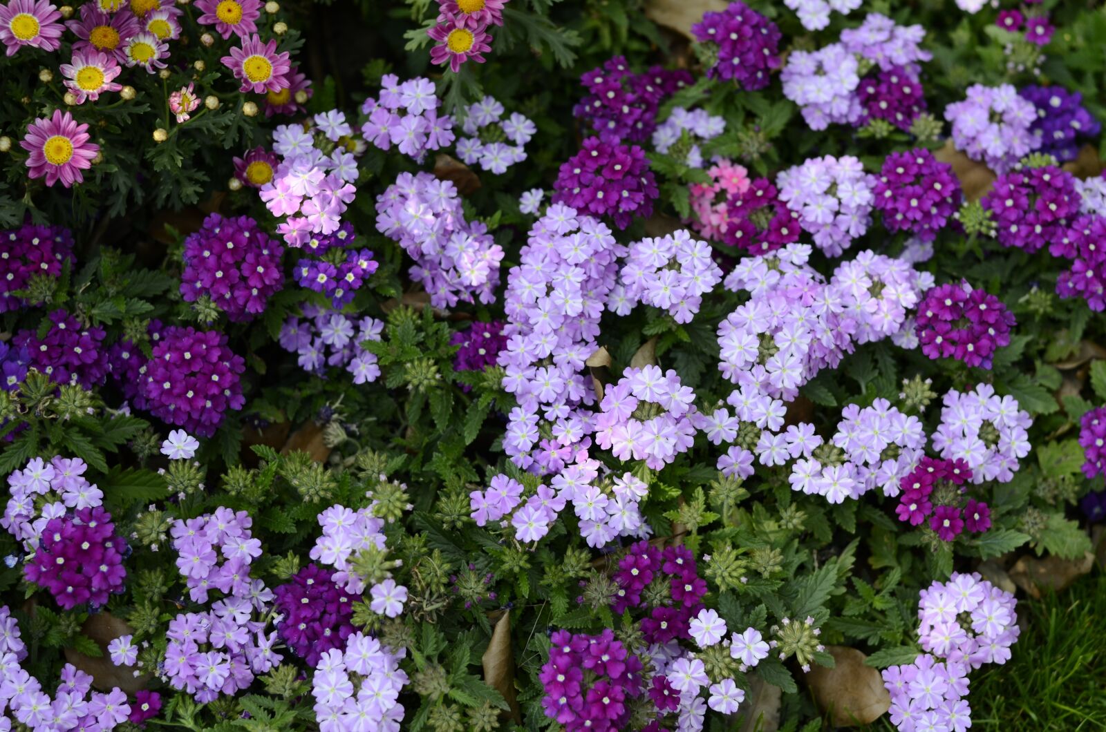 Nikon D5100 sample photo. Purple, purple flower, flower photography