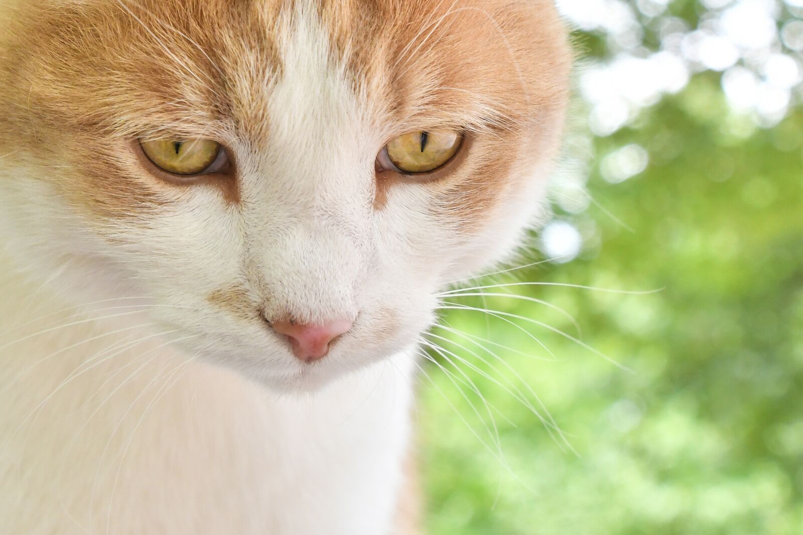 Nikon D500 sample photo. Cat, feline, animal photography
