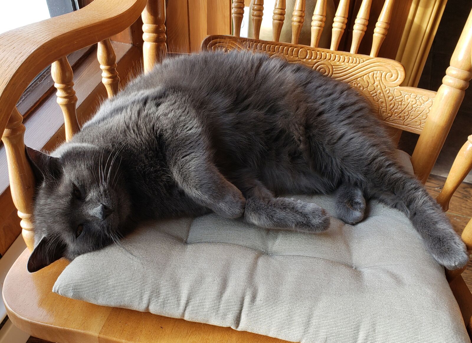 Samsung Galaxy S9+ sample photo. Cat, rest, animals photography