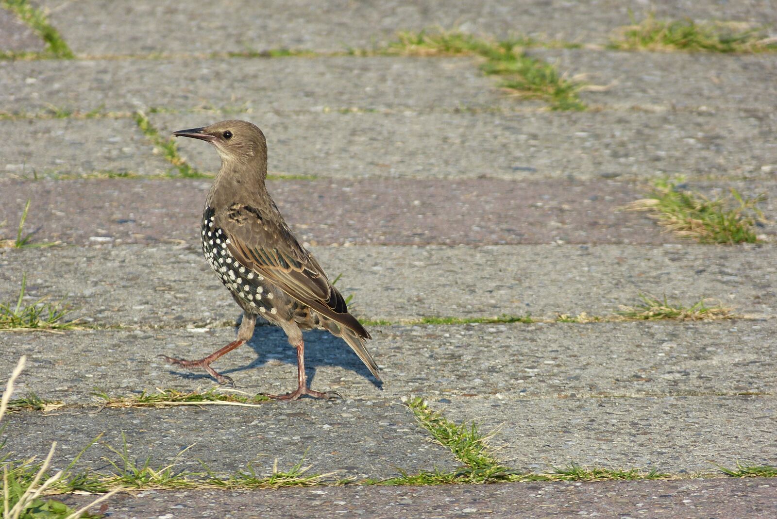 Panasonic Lumix DMC-FZ150 sample photo. Star, bird, nature photography