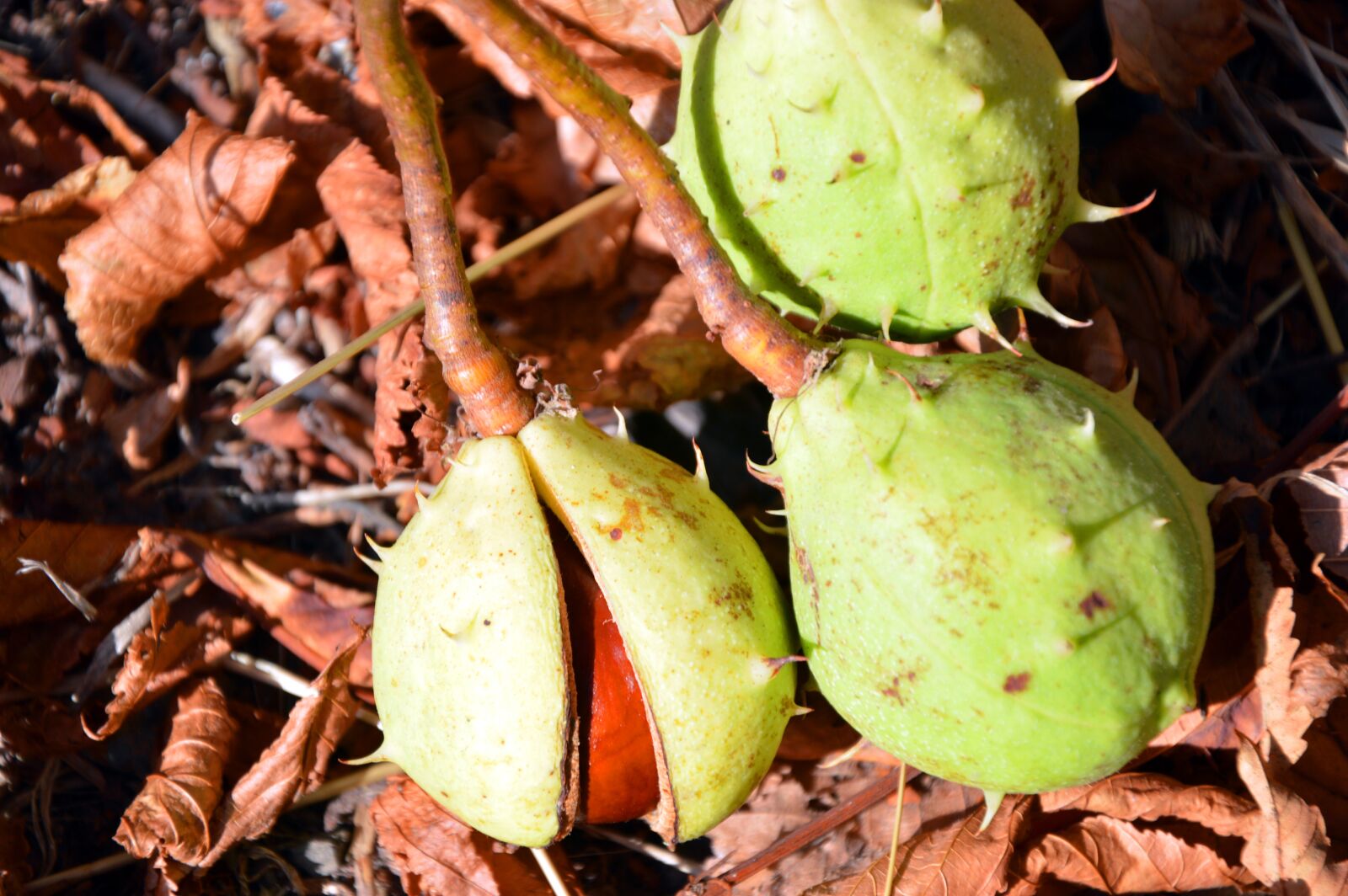 Nikon D3200 sample photo. Chestnut, horse chestnut, fruits photography