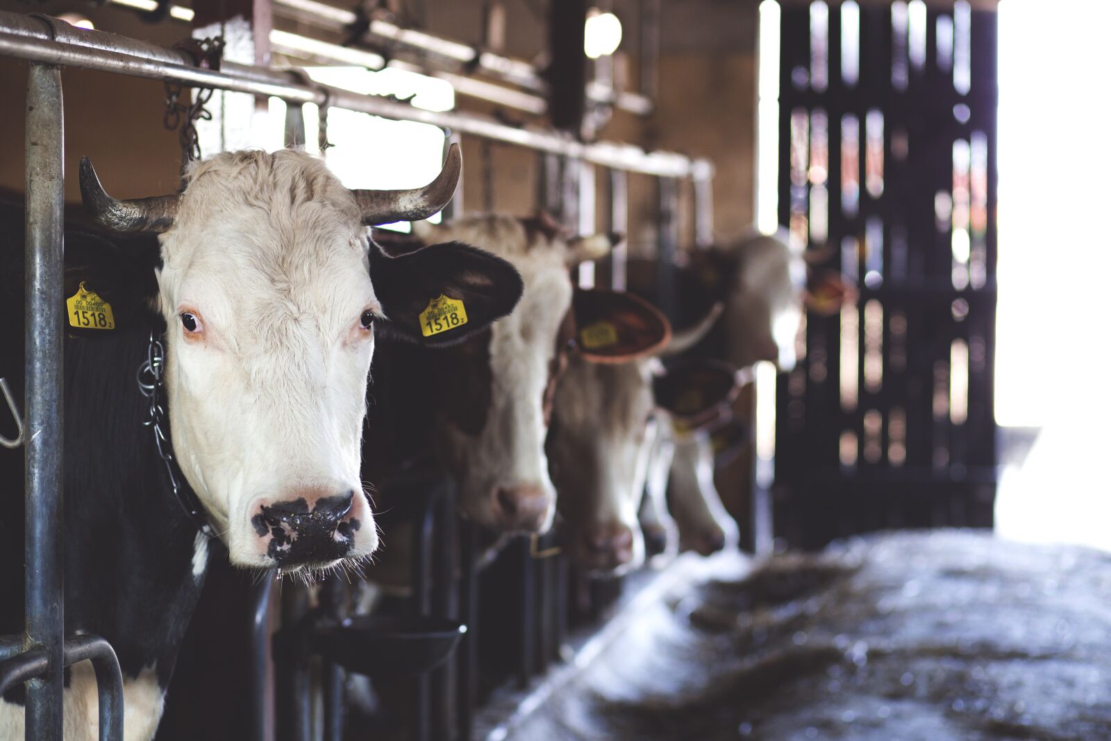 Canon EF 85mm F1.8 USM sample photo. Cows, animals, farm photography