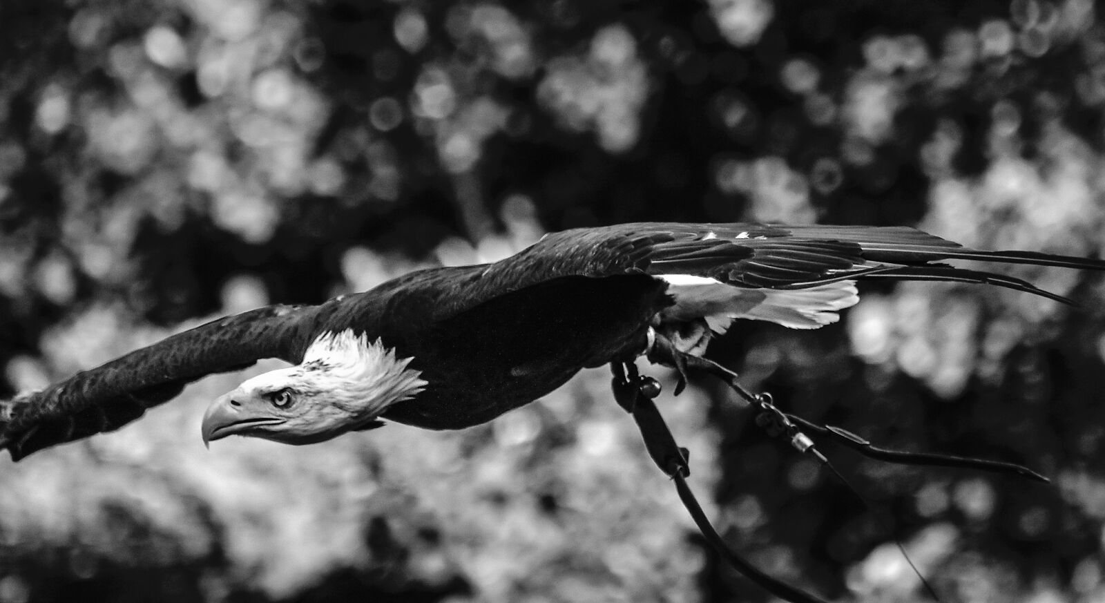 Nikon D3200 sample photo. Adler, raptor, bird of photography