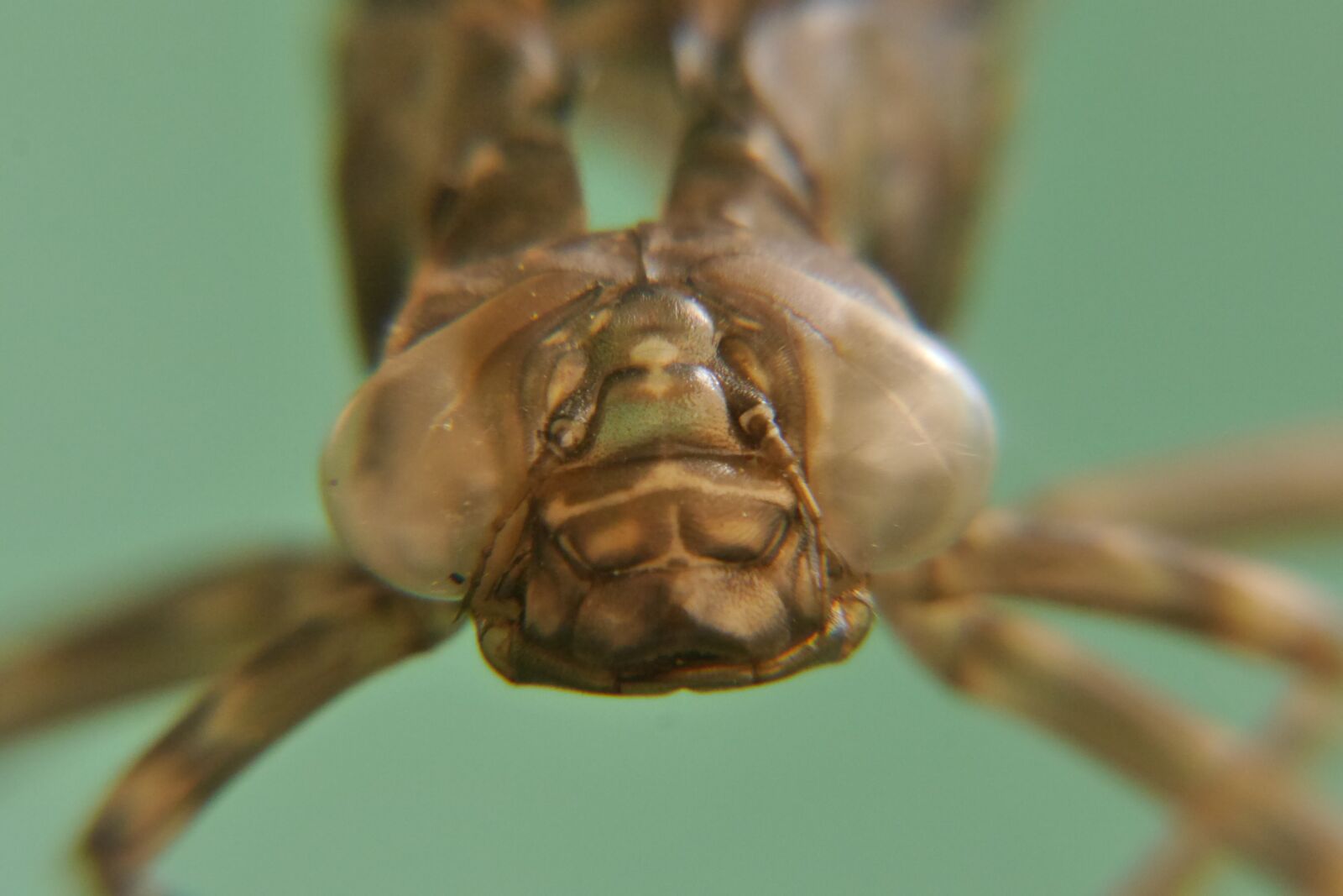 Panasonic Lumix DMC-G6 sample photo. Dragonfly, nature, animal photography