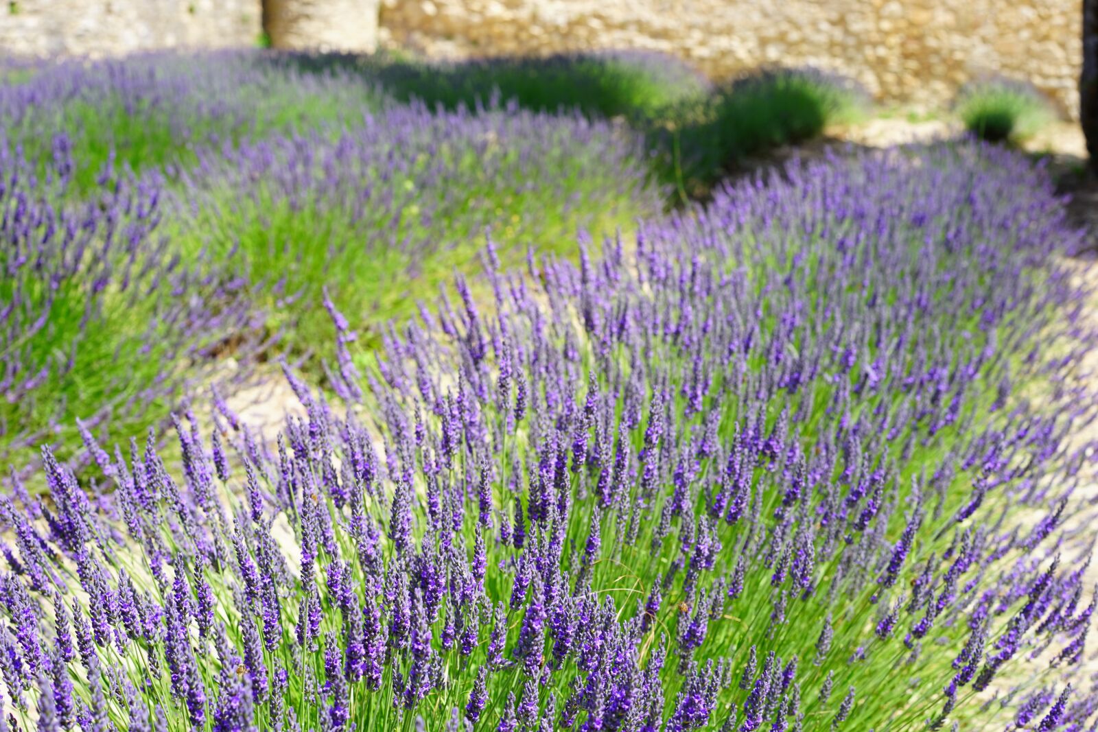 Sony a7 + Sony Sonnar T* FE 55mm F1.8 ZA sample photo. Lavender, flowers, blue photography