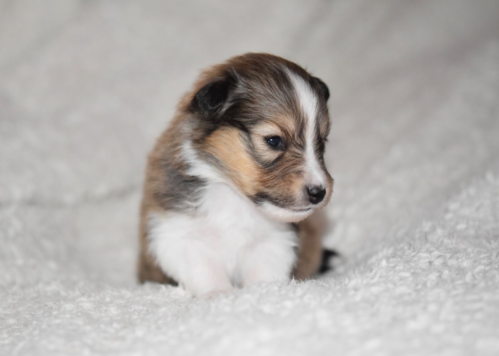Nikon D5600 sample photo. Puppy, puppy shetland sheepdog photography