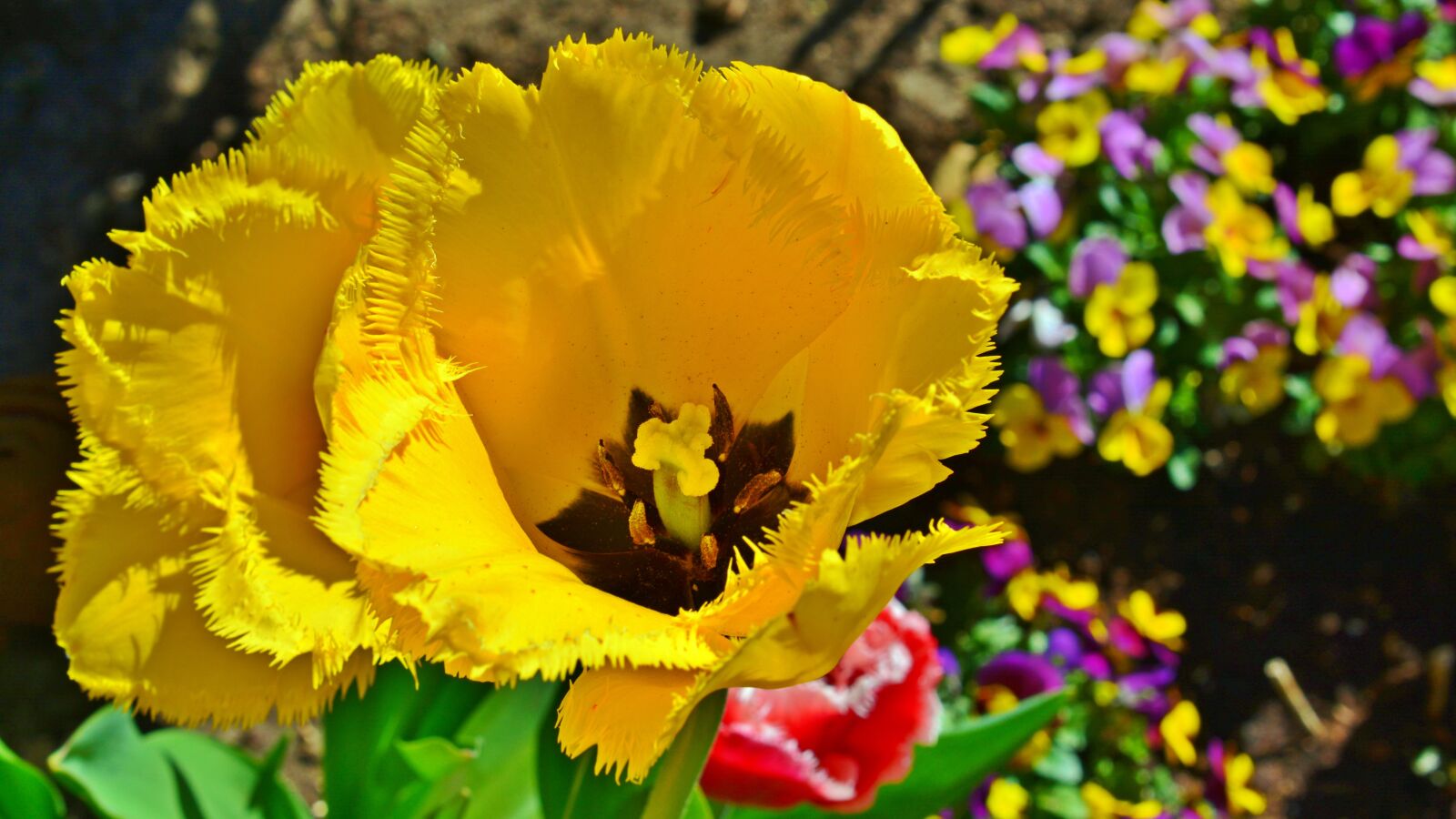Nikon D5200 sample photo. Tulip, garden, spring photography