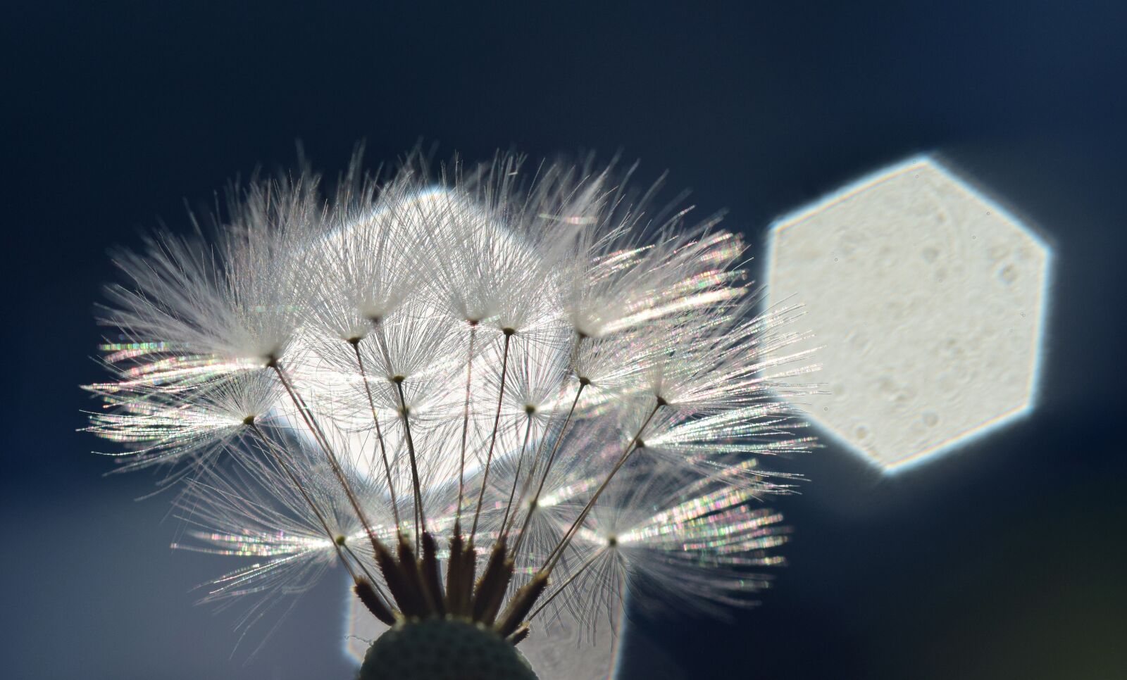 Nikon D3300 sample photo. Dandelion, backlighting, rays photography