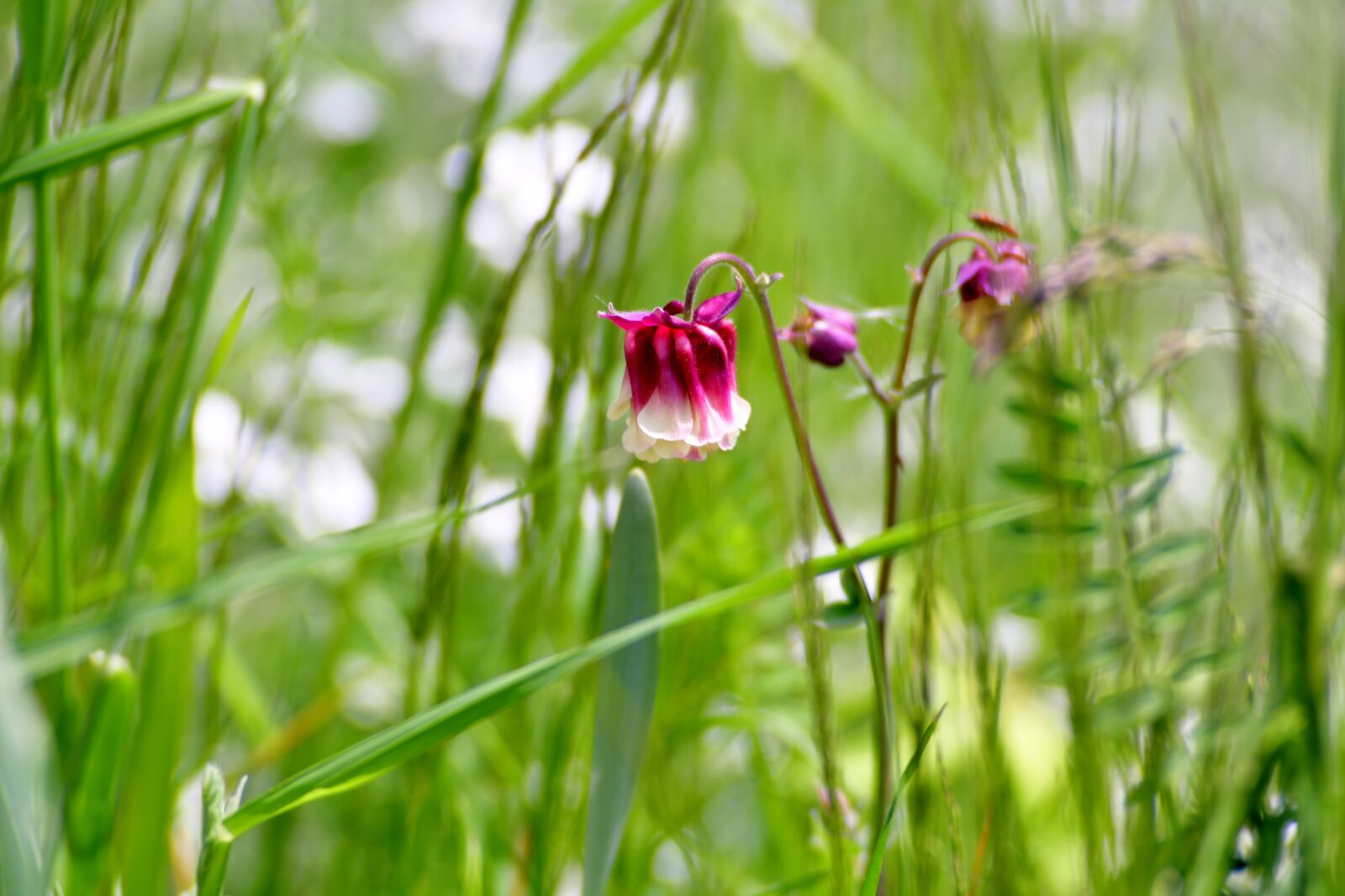Nikon D500 sample photo. Akelei, flower, pink photography