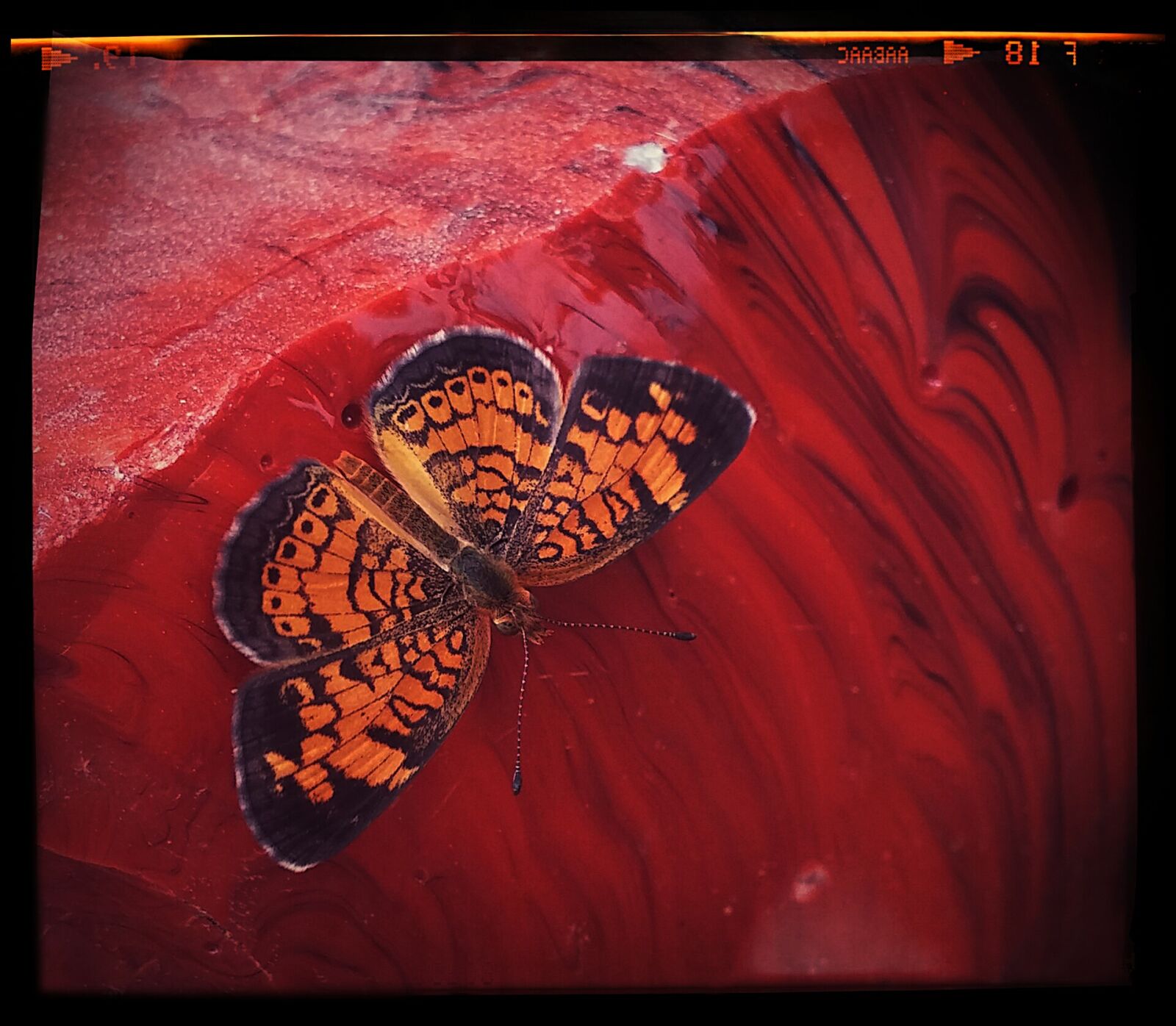 LG G3 sample photo. Butterfly, insect, hot springs photography