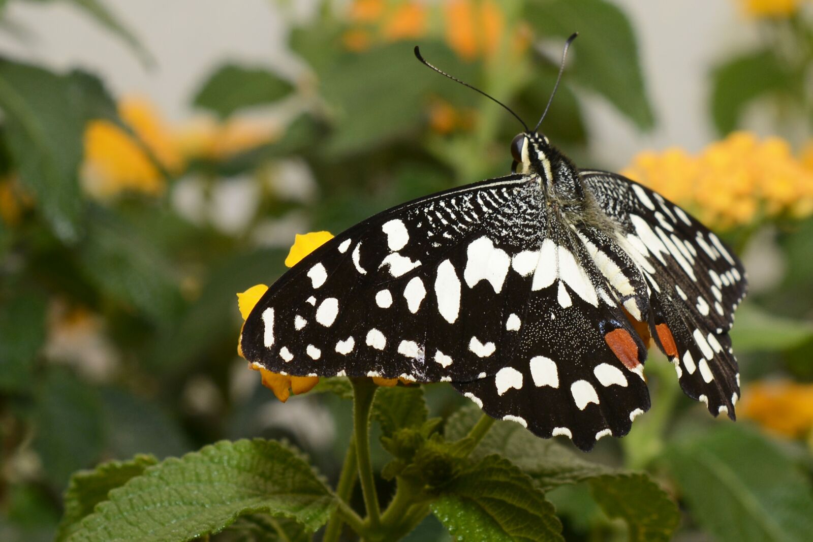 Nikon D7100 sample photo. Butterfly, insect, wing photography