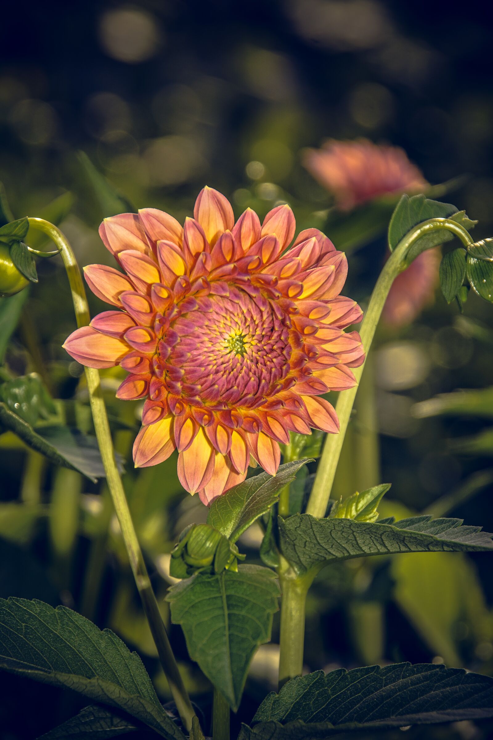 Sony ILCA-77M2 sample photo. Dahlia, blossom, bloom photography