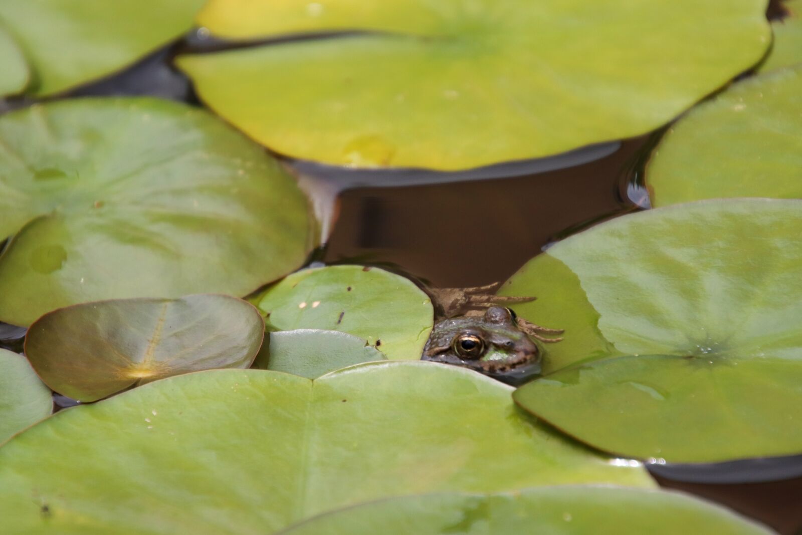 Canon EOS 800D (EOS Rebel T7i / EOS Kiss X9i) + Tamron 18-400mm F3.5-6.3 Di II VC HLD sample photo. Frog, water lilies, hidden photography