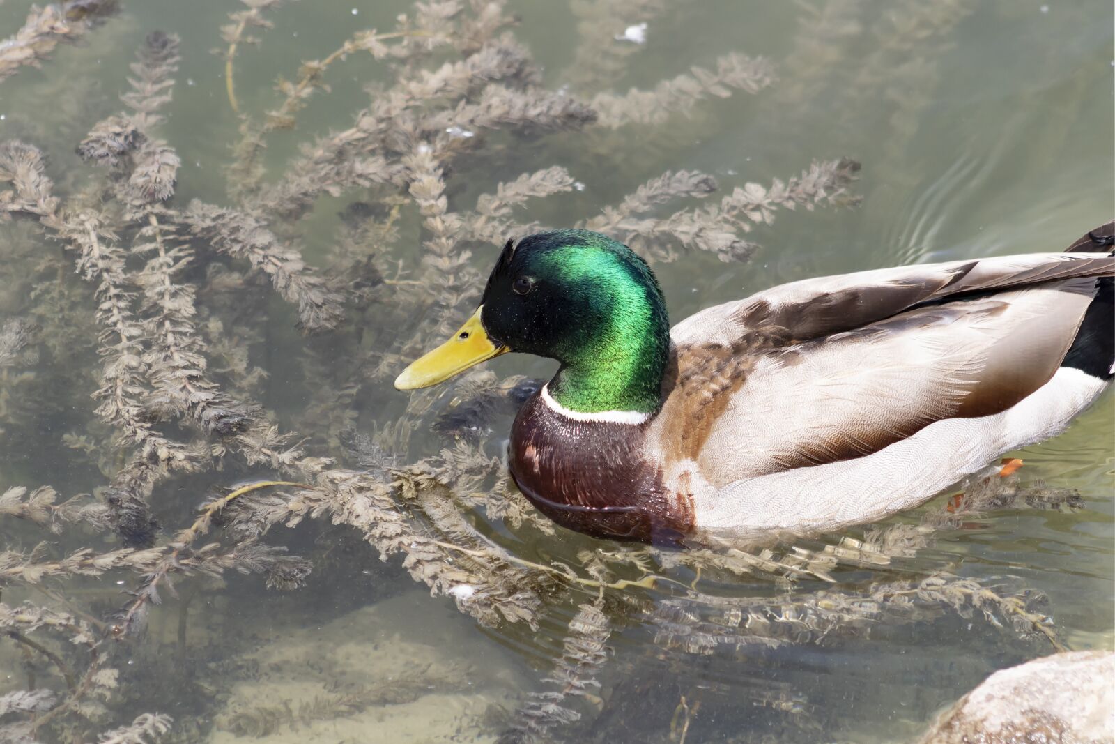 Canon EF75-300mm f/4-5.6 sample photo. Wild ducks, teal, duck photography