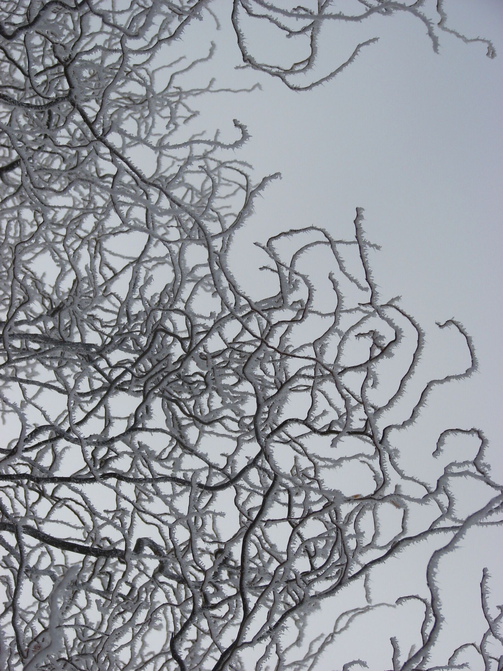 Sony DSC-H2 sample photo. Ice, branch, cold photography