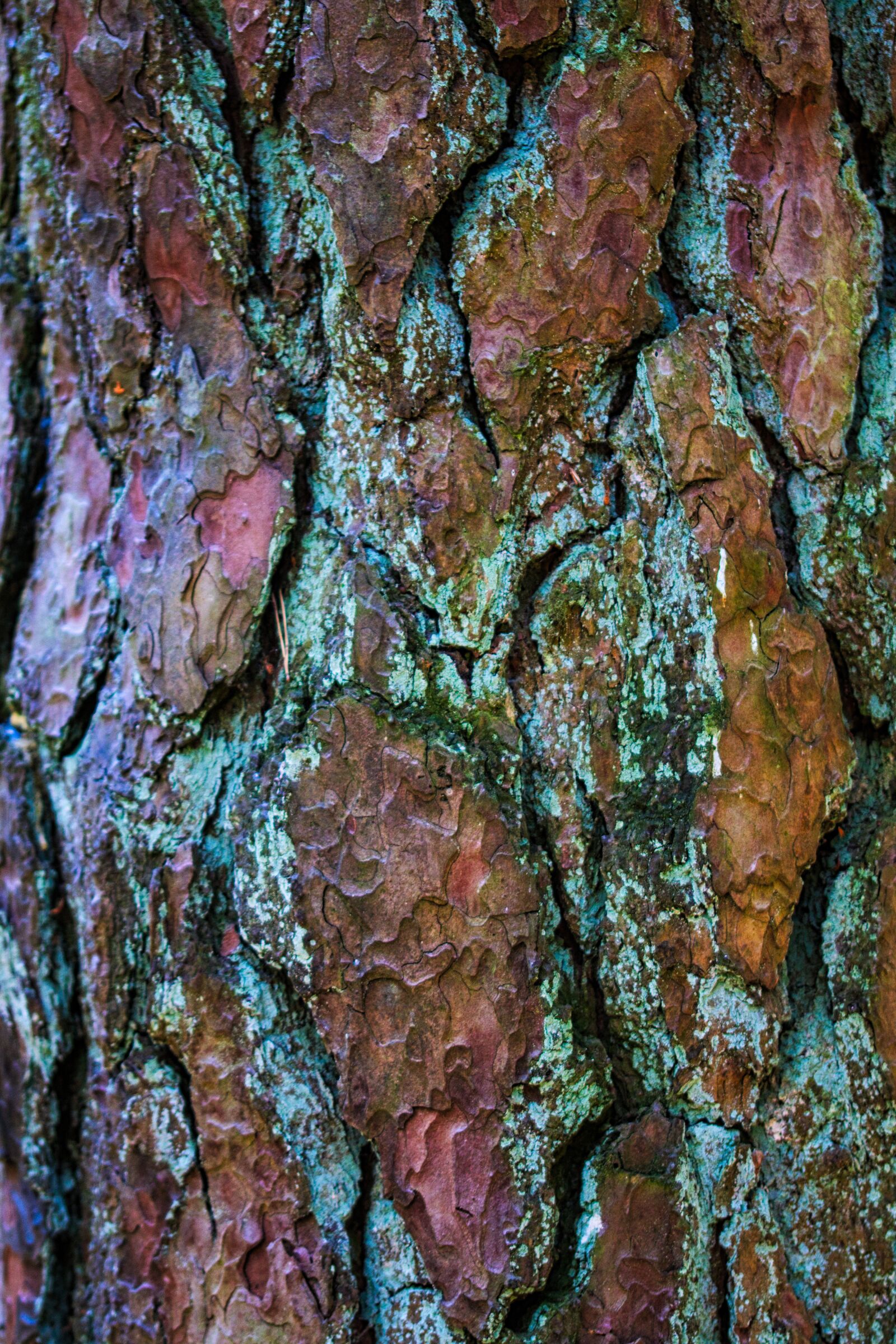 Canon EOS 200D (EOS Rebel SL2 / EOS Kiss X9) sample photo. Bark, tree, pine photography