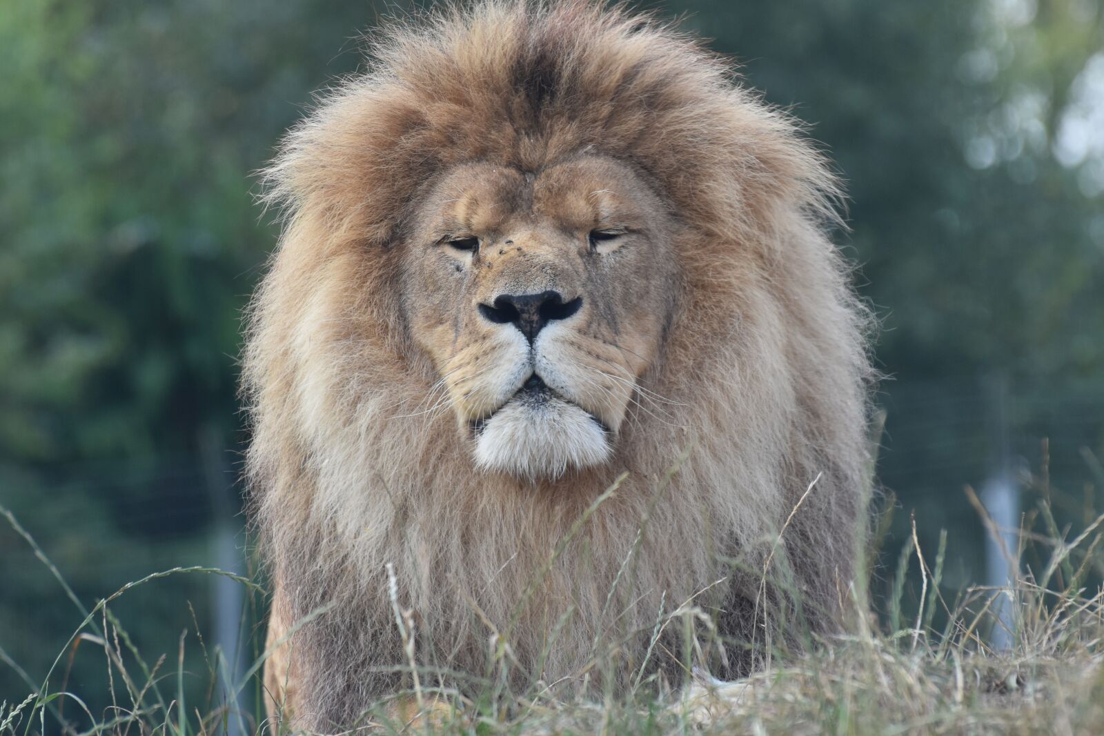 Nikon D7200 sample photo. Fauna, mammal, animal photography