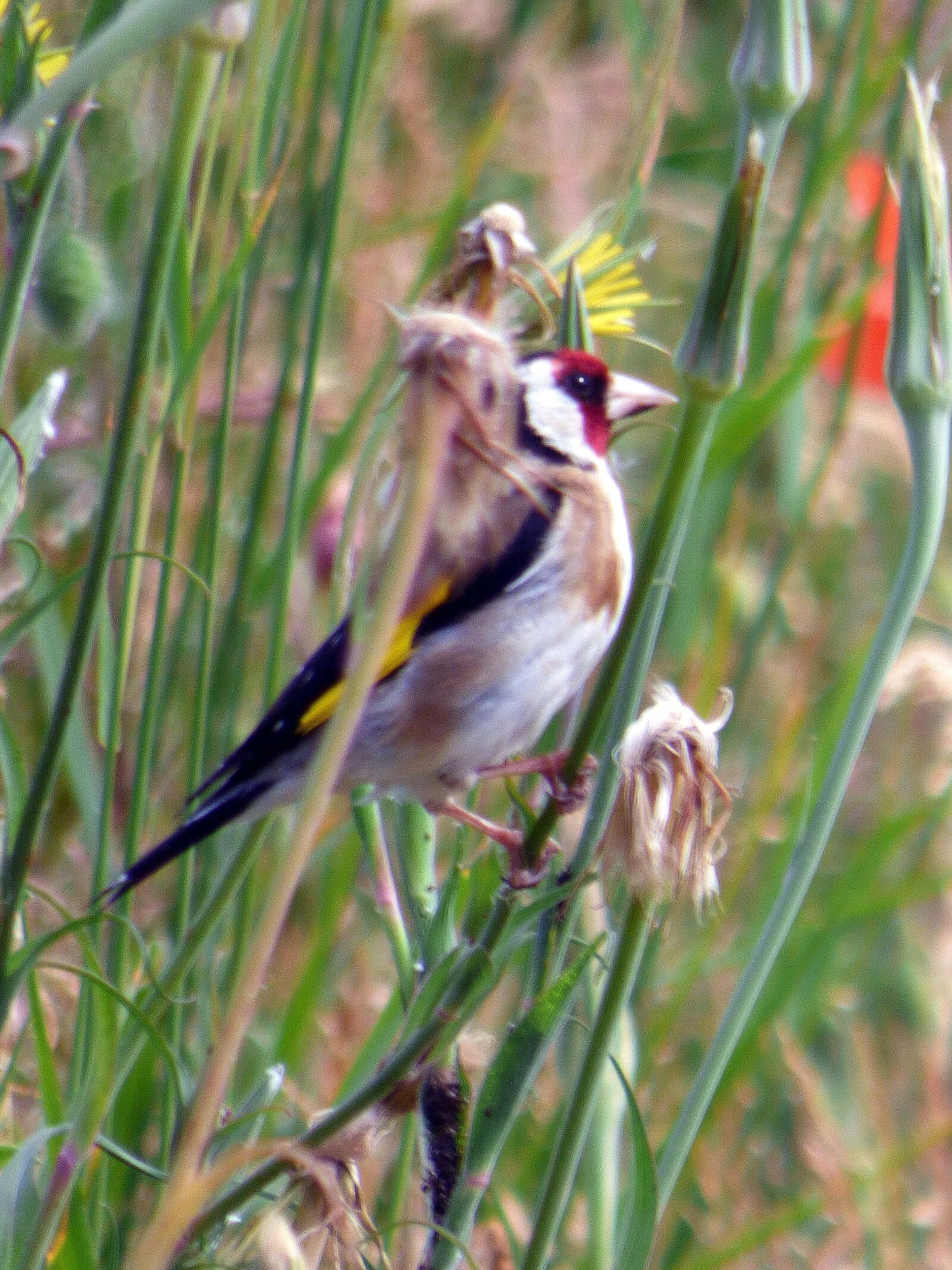 Panasonic DMC-FZ72 sample photo. Goldfinch, bird, wild photography