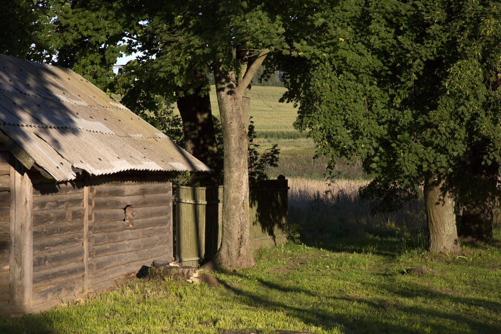 Canon EF 24-105mm F4L IS USM sample photo. Tree, wood, grass photography