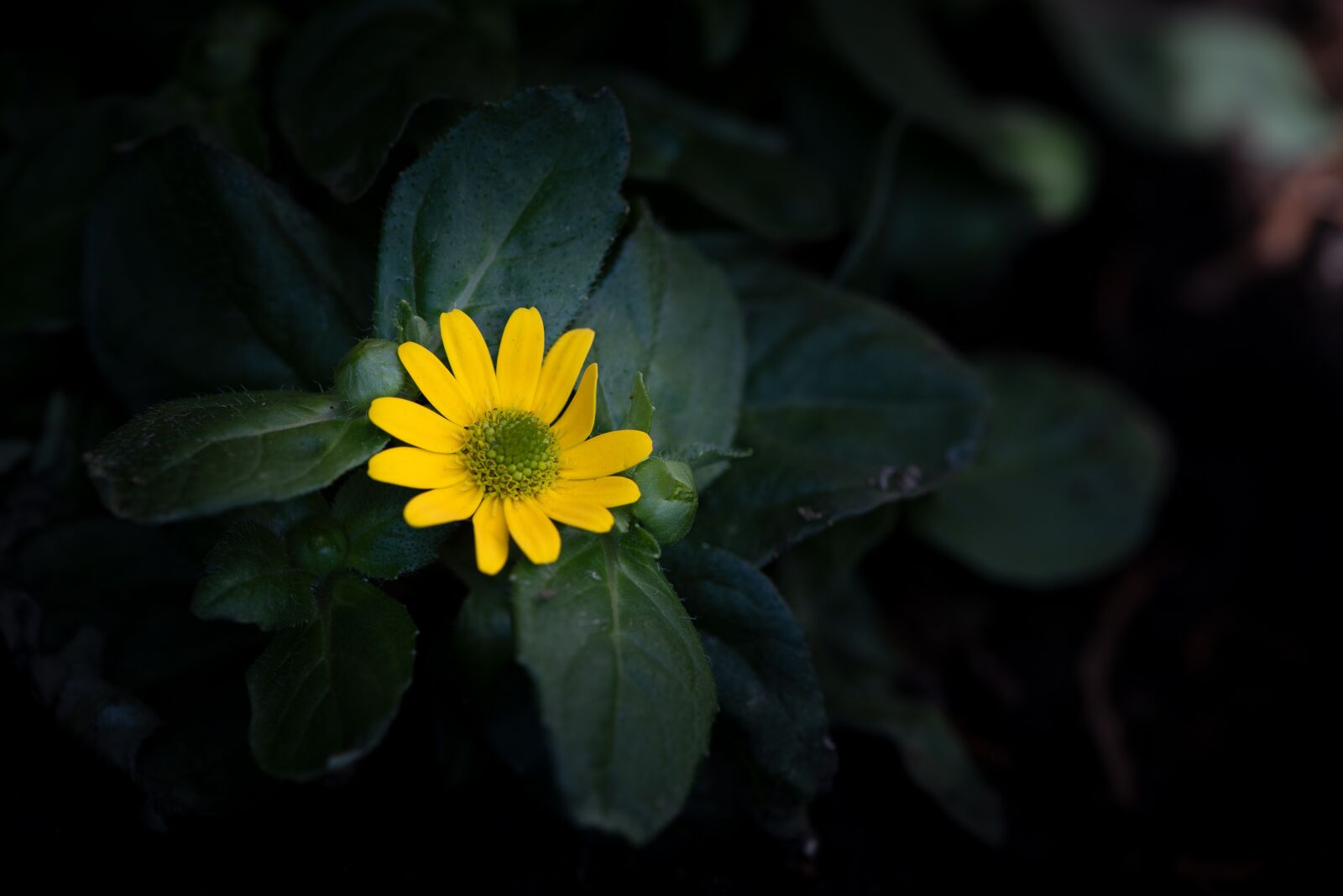 Nikon D750 sample photo. Hussar buttons, annual, yellow photography