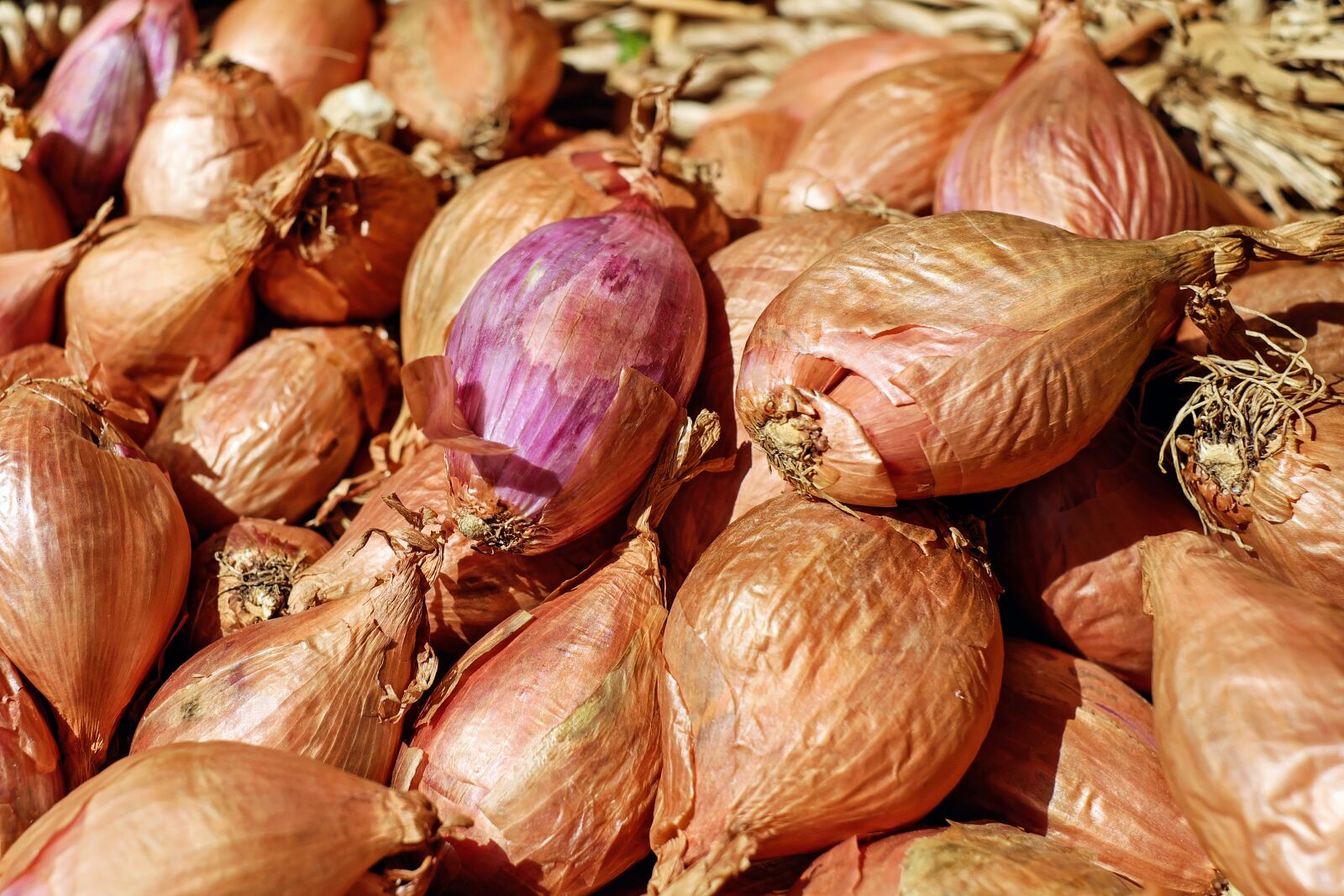 Fujifilm X-T10 + Fujifilm XF 35mm F1.4 R sample photo. Shallots, shallot, noble onion photography