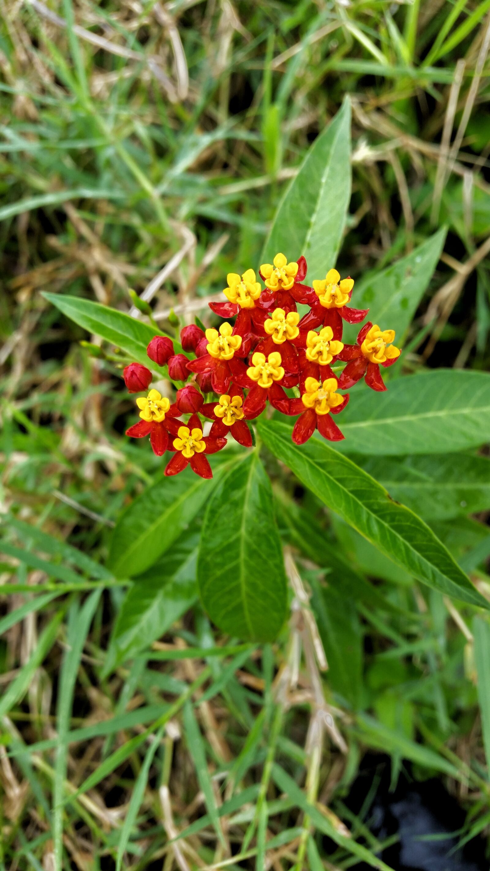 Samsung Galaxy S5 sample photo. Flowers, red, yellow photography