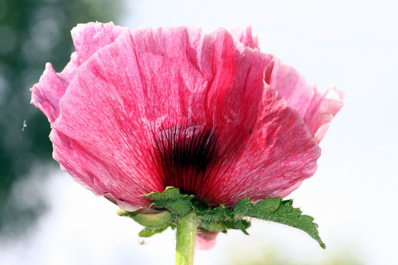 Canon EOS 350D (EOS Digital Rebel XT / EOS Kiss Digital N) sample photo. Flower, poppy, pink photography