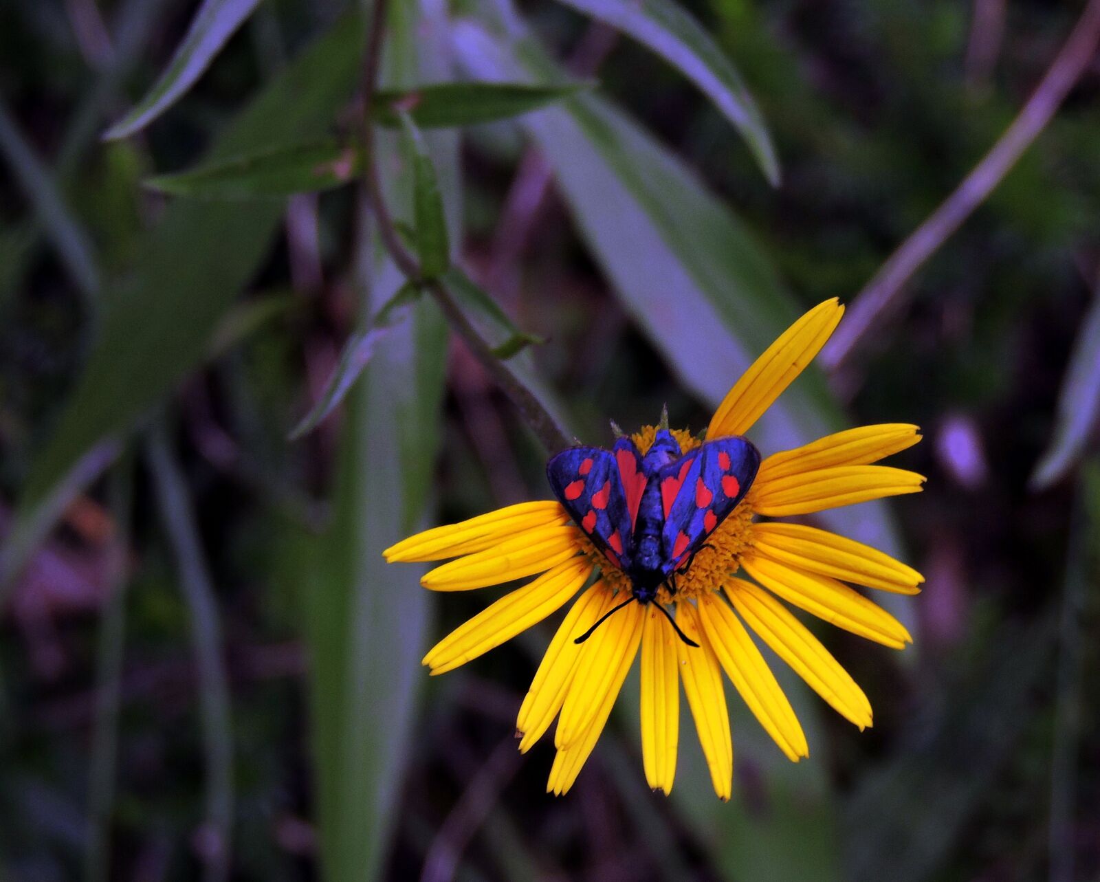 Nikon Coolpix P600 sample photo. Butterfly, flower, beauty photography