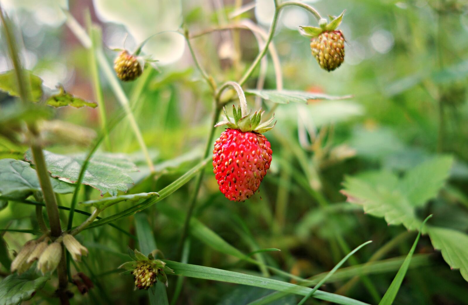 Sony Cyber-shot DSC-RX100 sample photo. Strawberry, wild strawberry, plant photography