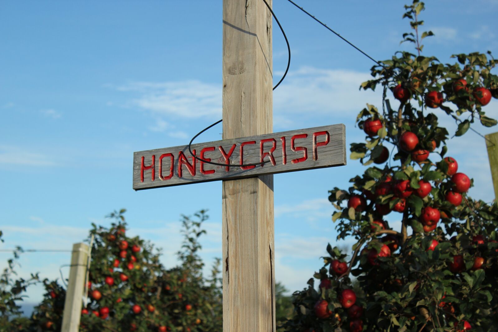 Canon EOS 550D (EOS Rebel T2i / EOS Kiss X4) sample photo. Apple, sign, rustic photography