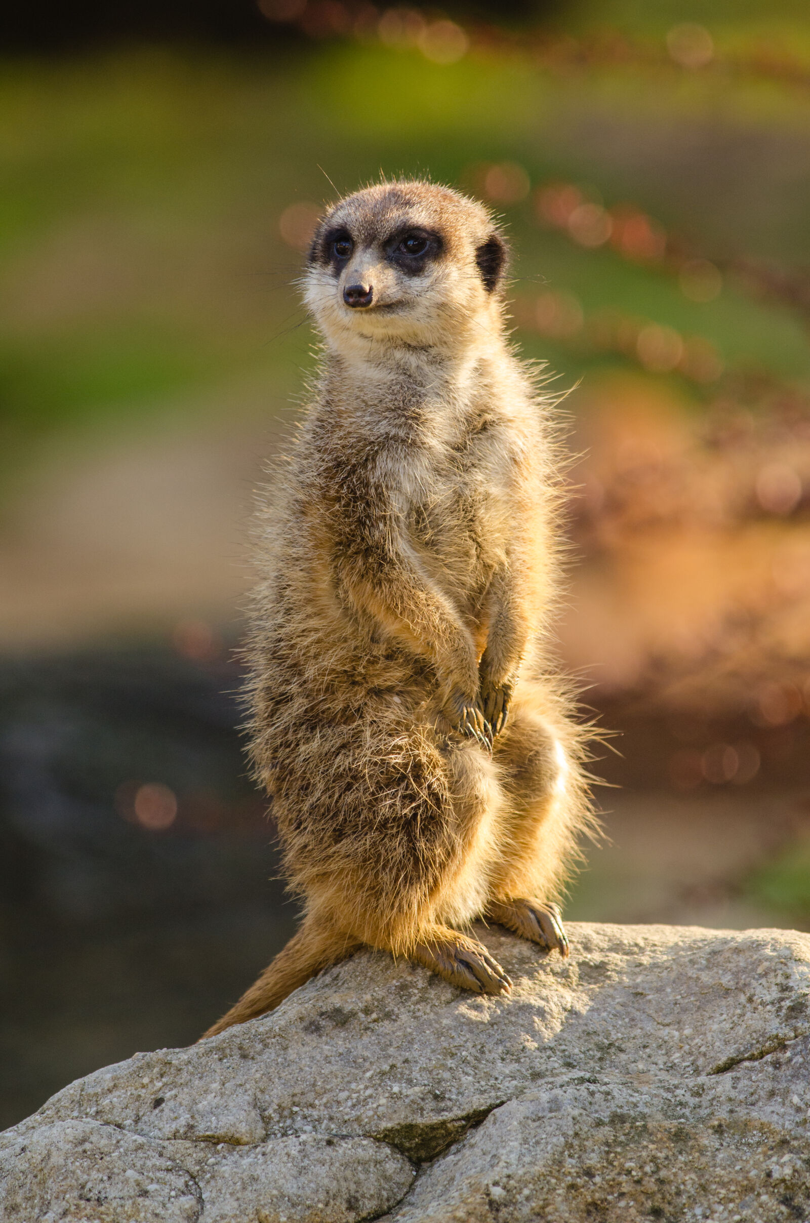 Nikon D7000 + Sigma APO Tele Macro 300mm F4 sample photo
