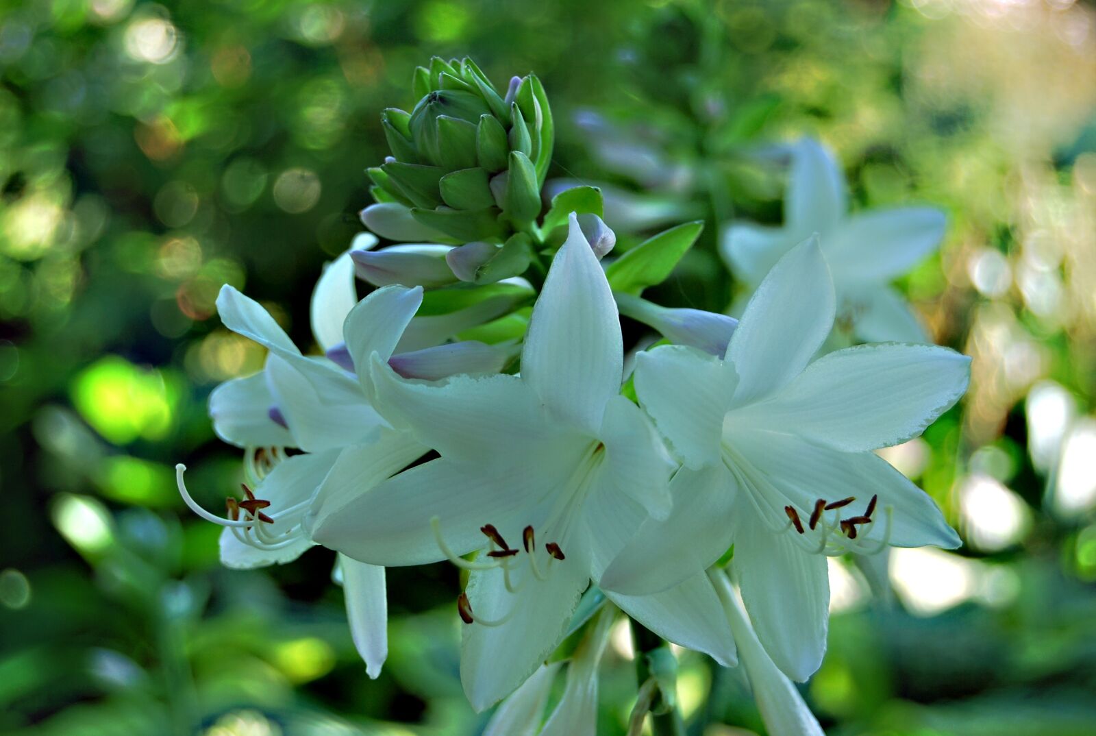 Nikon D60 sample photo. Nature, plant, hosta leaf photography