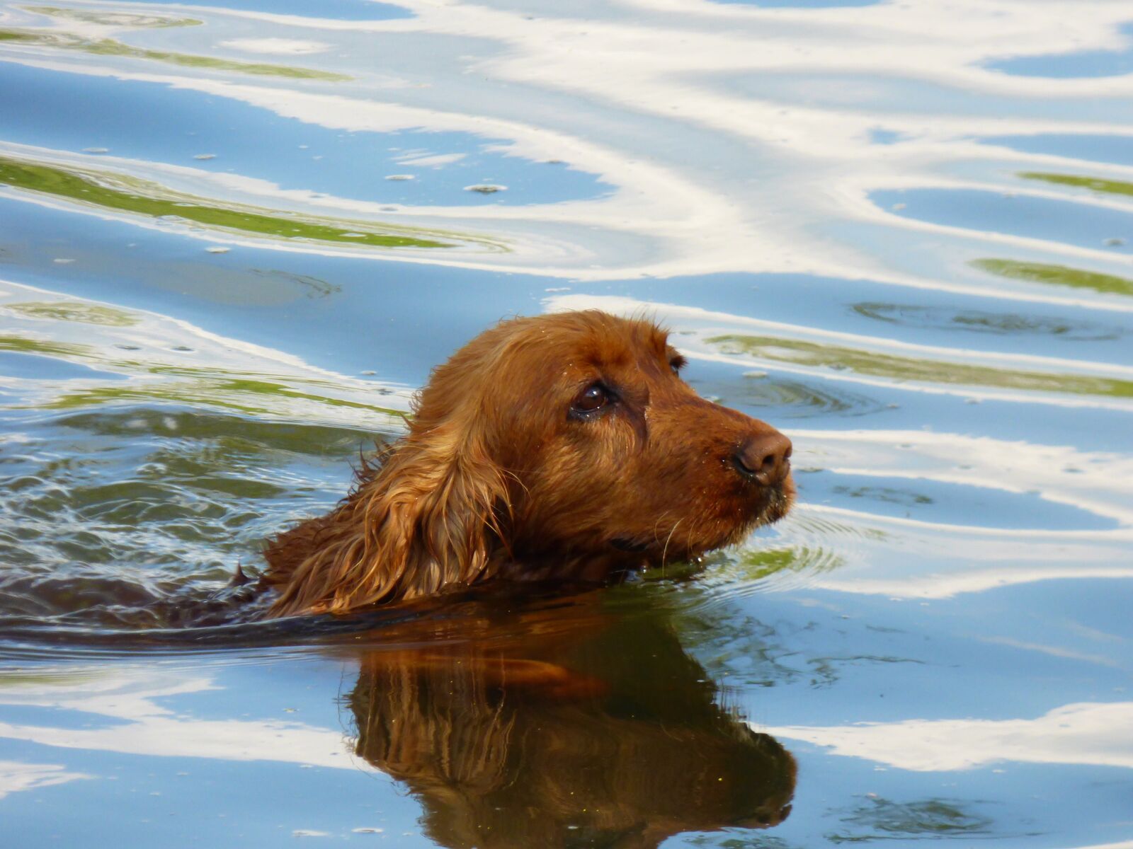 Panasonic DMC-FZ72 sample photo. Dog, water, river photography
