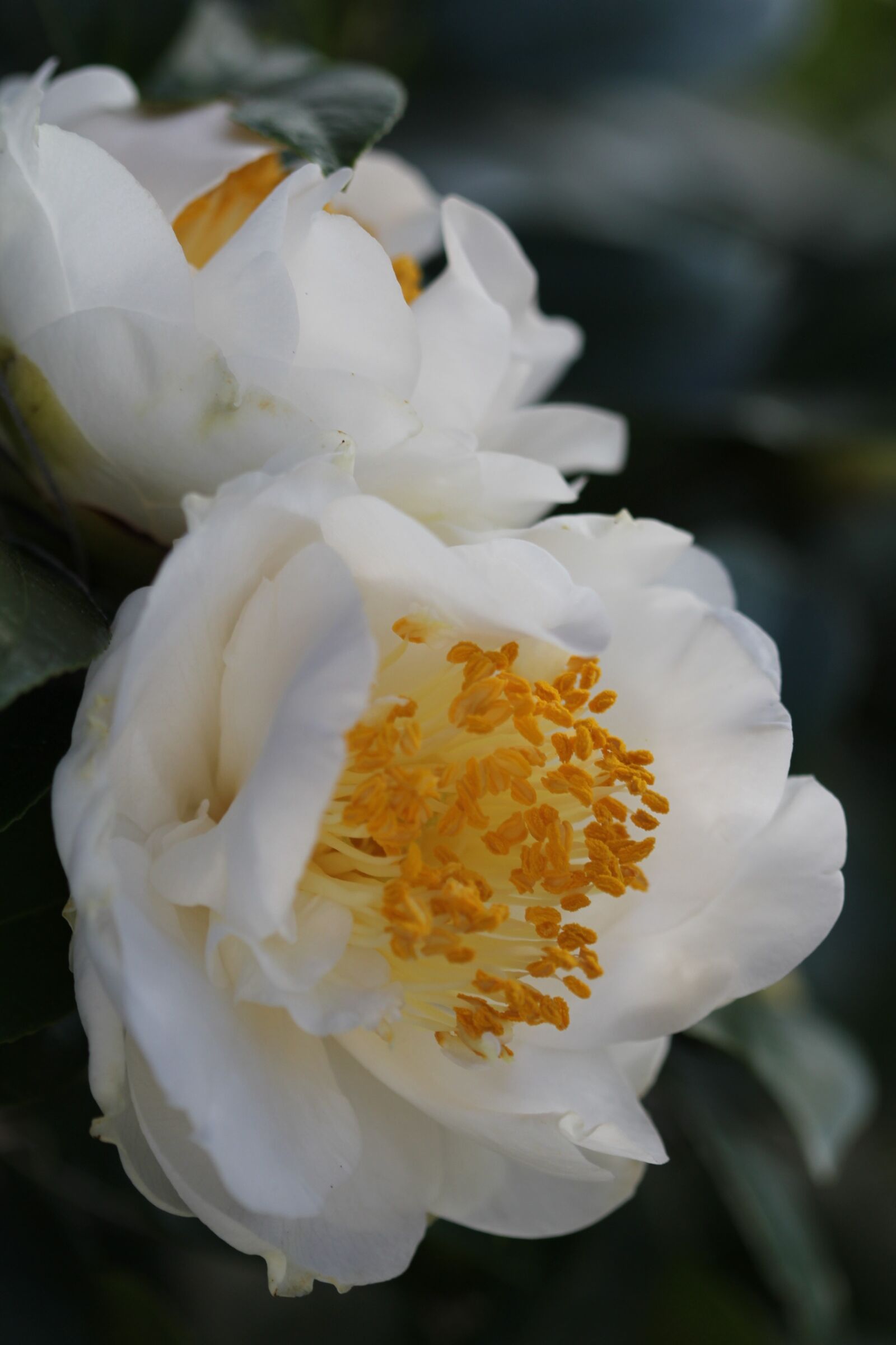 Canon EOS 550D (EOS Rebel T2i / EOS Kiss X4) sample photo. Flower, nature, flora photography