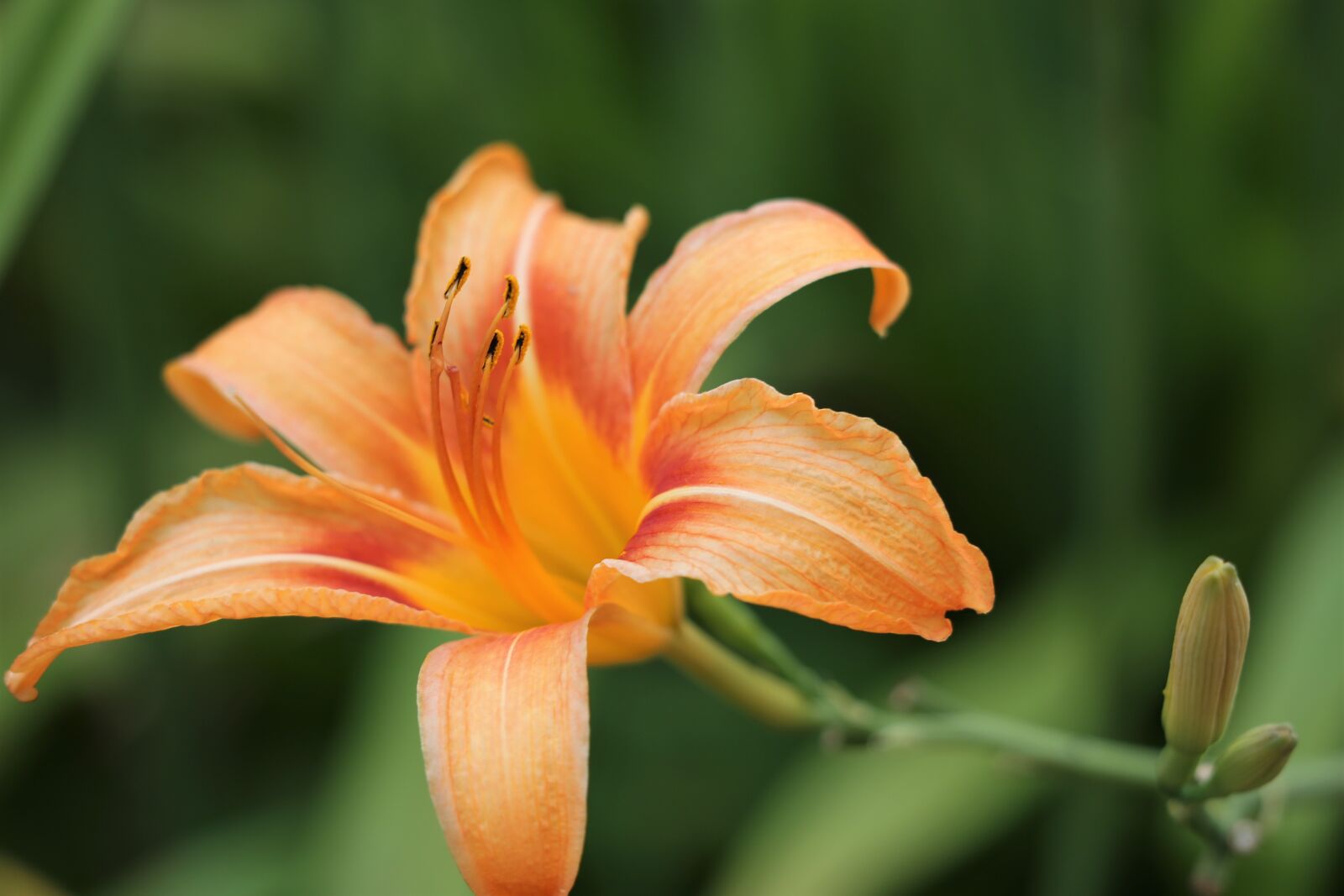 Canon EF 70-300 F4-5.6 IS II USM sample photo. Day lily, wild lily photography
