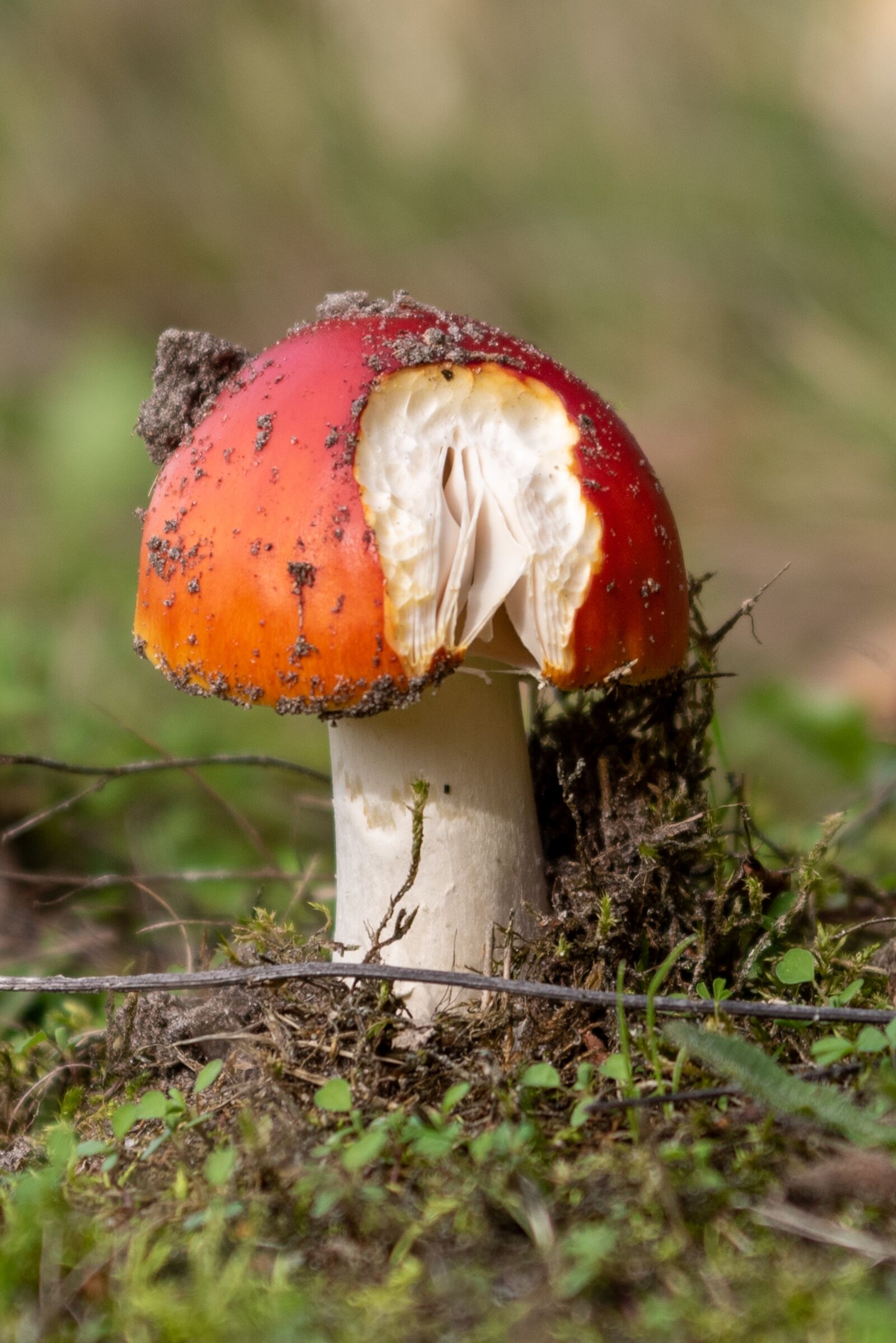 Nikon D750 sample photo. Mushroom, nature, autumn photography