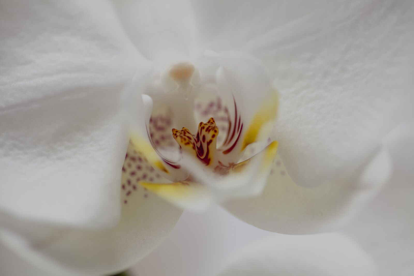 Canon EOS 5D Mark II + Tokina AT-X Pro 100mm F2.8 Macro sample photo. White, white orchid, flower photography