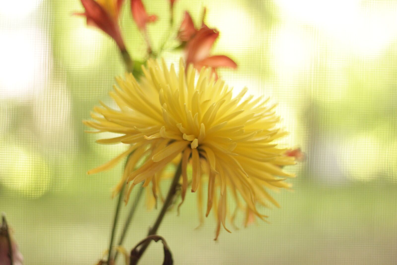 Canon EOS 500D (EOS Rebel T1i / EOS Kiss X3) sample photo. Nature, flower, flora photography