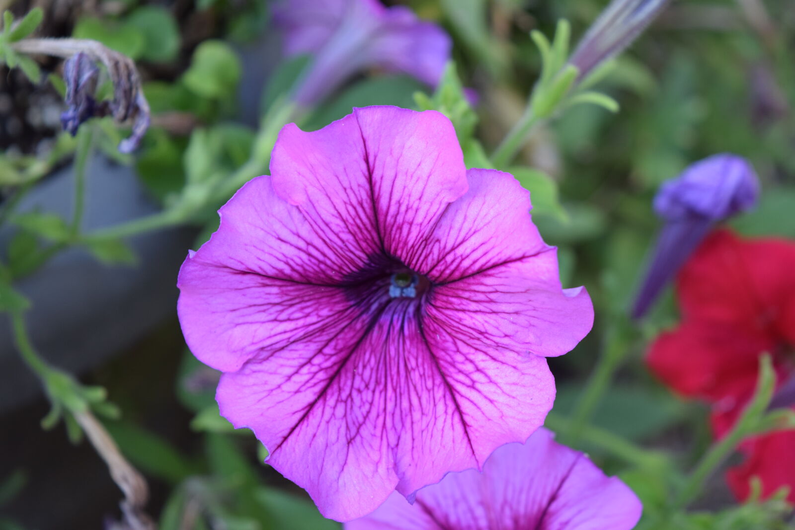 Nikon D3300 sample photo. Flower photography
