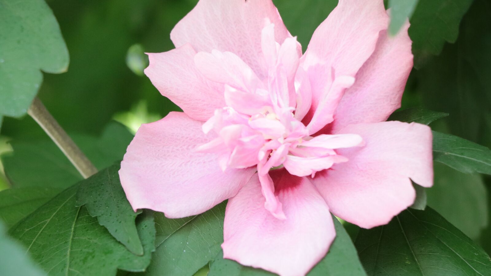 Canon EOS 750D (EOS Rebel T6i / EOS Kiss X8i) sample photo. Marshmallow, garden, plant photography