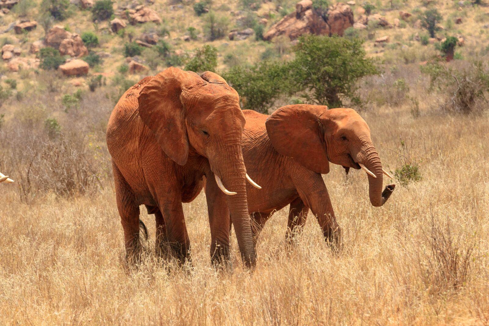 Canon EOS 80D sample photo. Elephant, herd of elephants photography